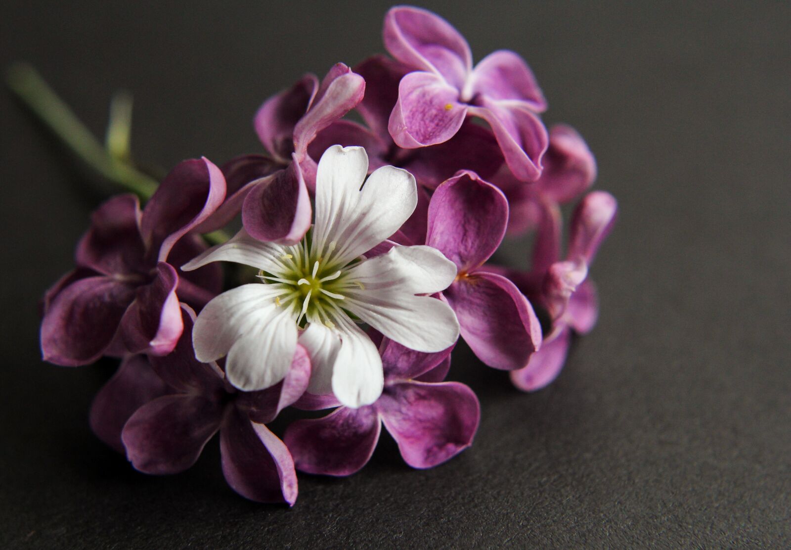 Canon EOS 60D sample photo. Lilac, macro, nature photography