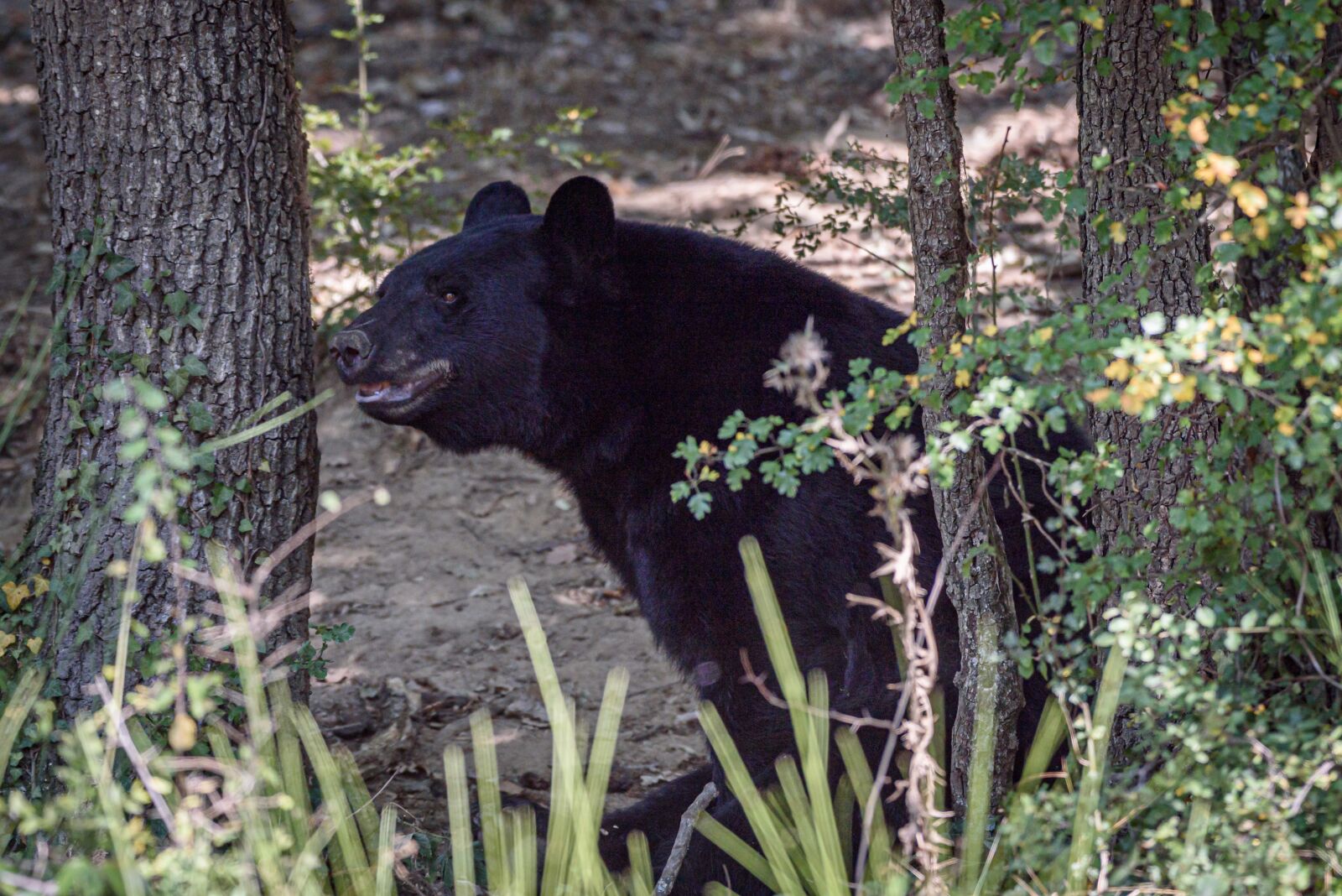 Nikon D750 sample photo. Bear, grizly, nature photography