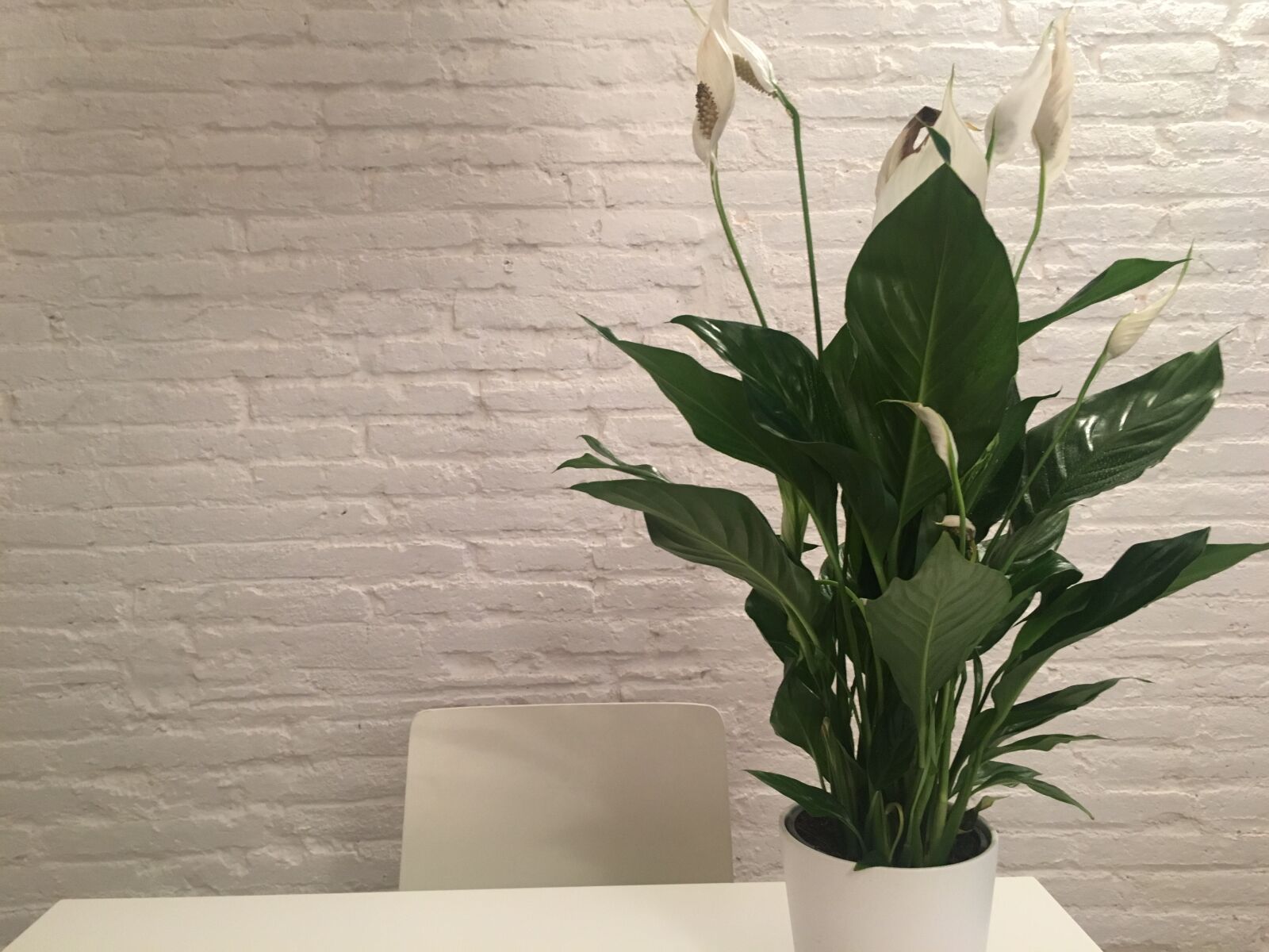 Apple iPhone 6s sample photo. Plant, peace lily, inside photography