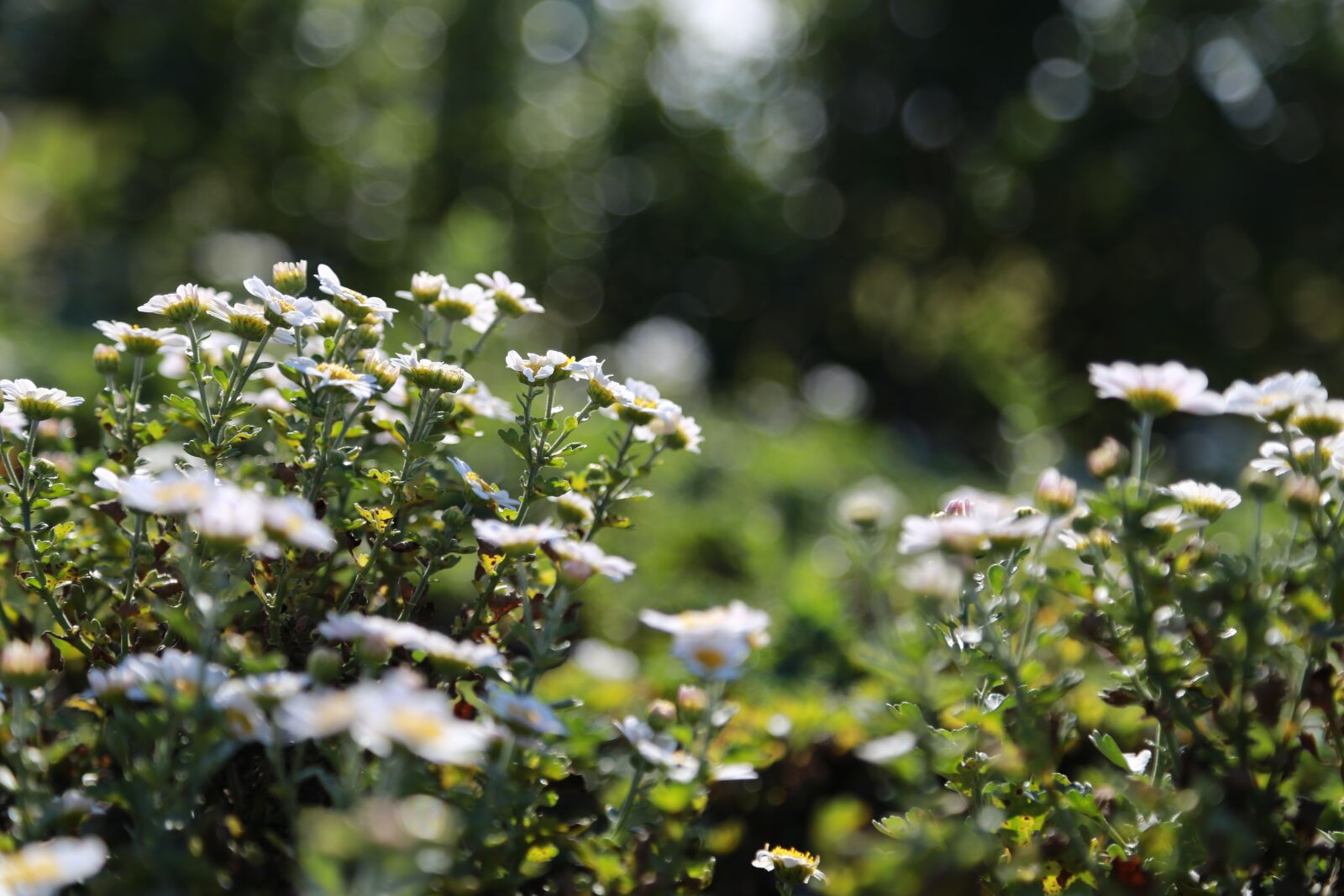 Canon EF 24-105mm F4L IS USM sample photo. Chrysanthemum, gujeolcho, wildflower photography