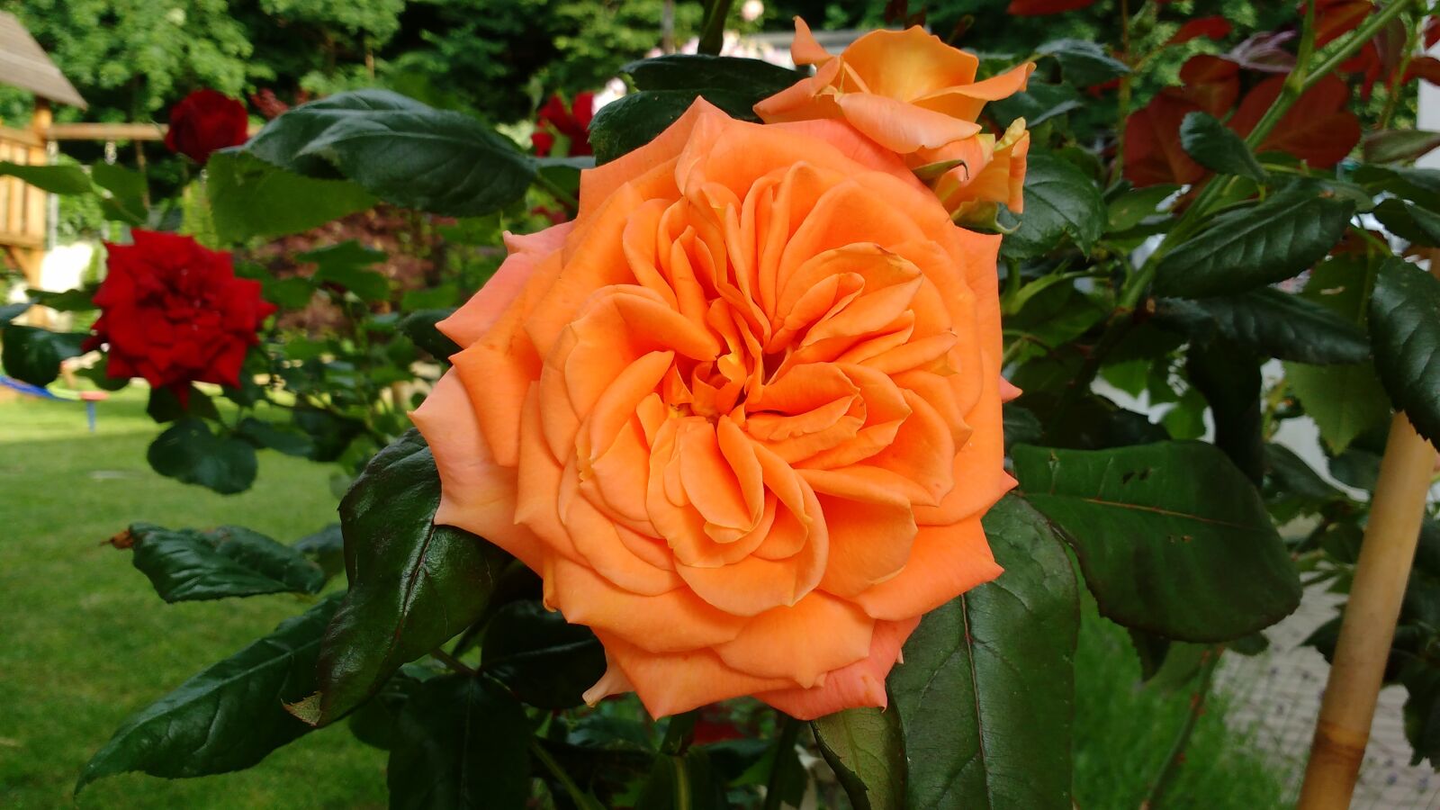 Motorola MotoG3 sample photo. Roses, garden, petals photography