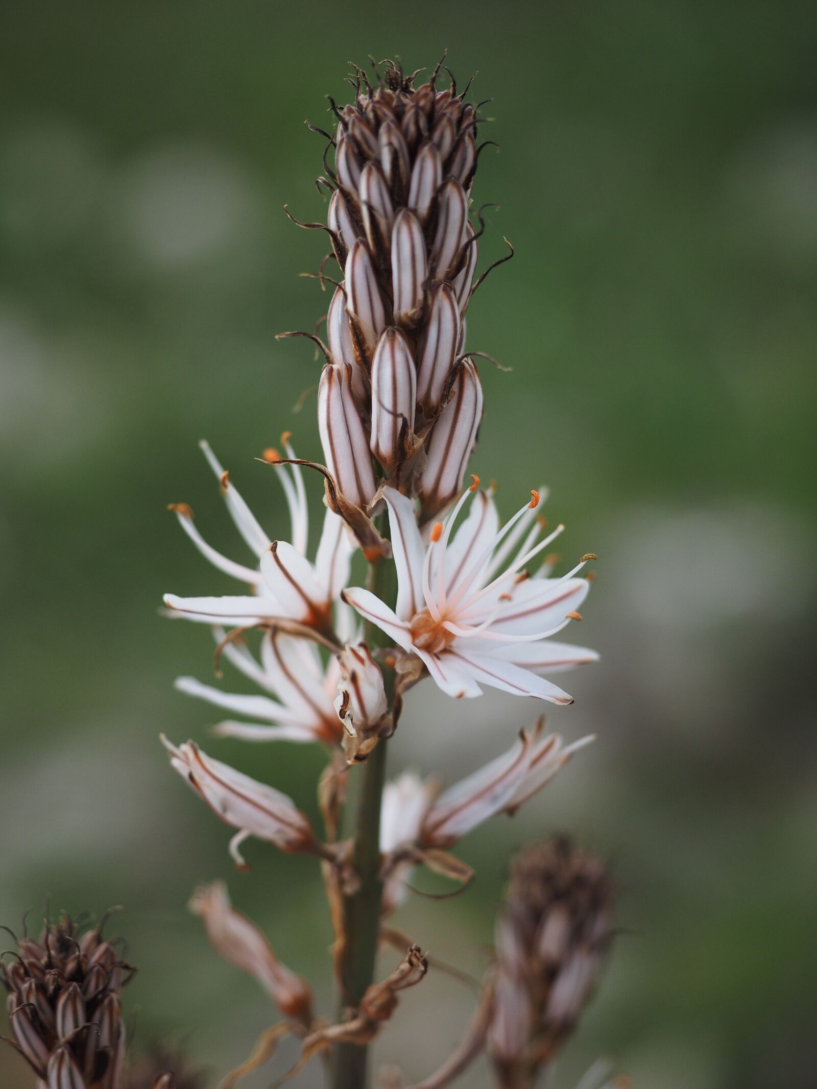 Olympus OM-D E-M1 + Olympus M.Zuiko Digital ED 12-40mm F2.8 Pro sample photo. Fragrant asphodel, flower, blossom photography