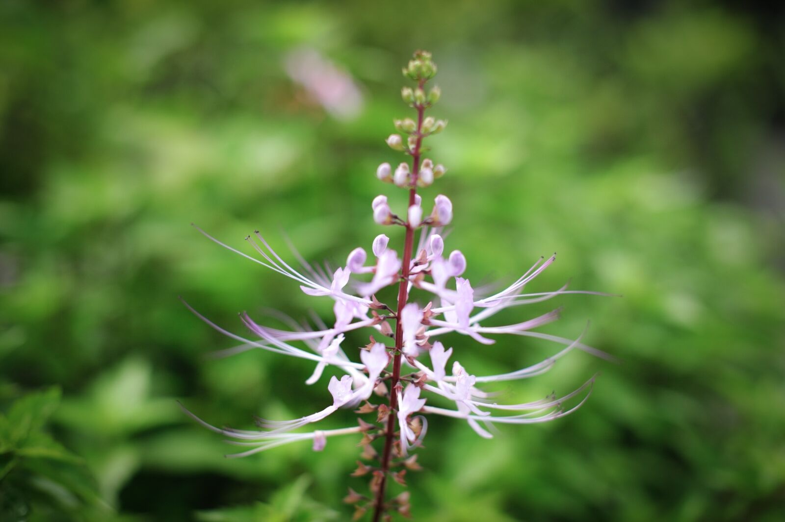 Nikon D700 sample photo. Flower, blossom, bloom photography