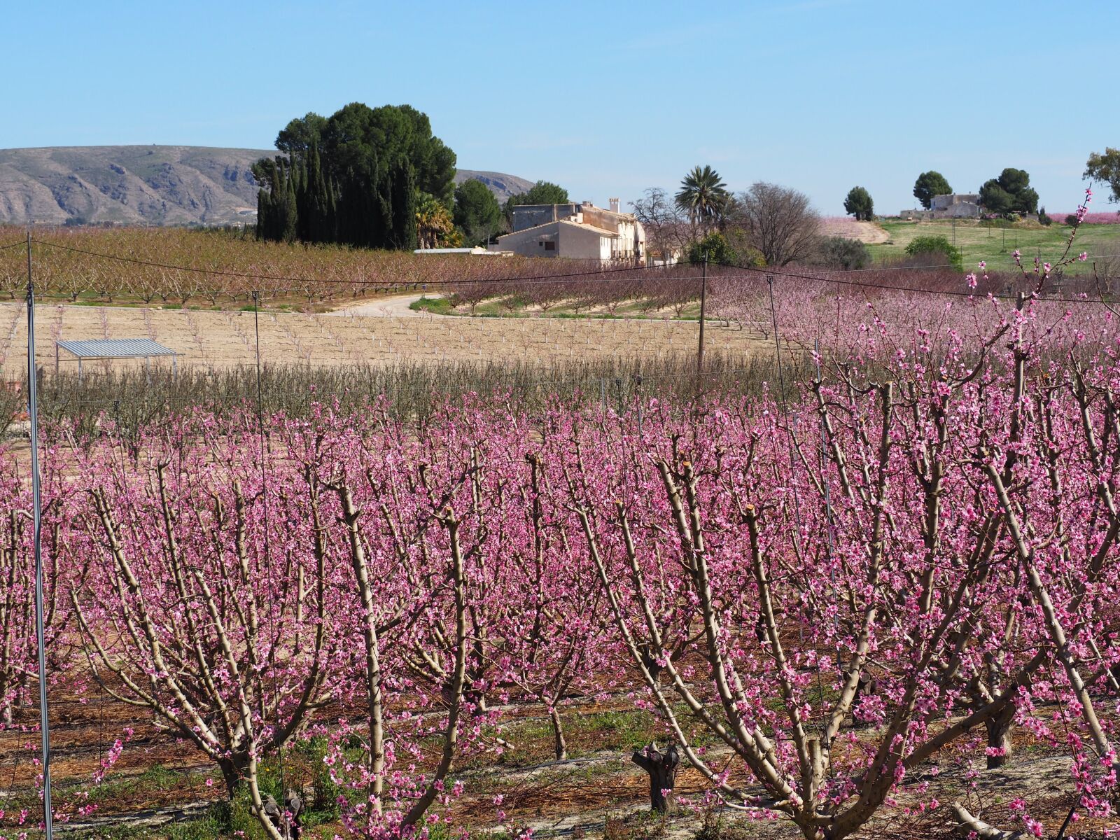 Olympus OM-D E-M10 II sample photo. Peach, flowering, cieza photography