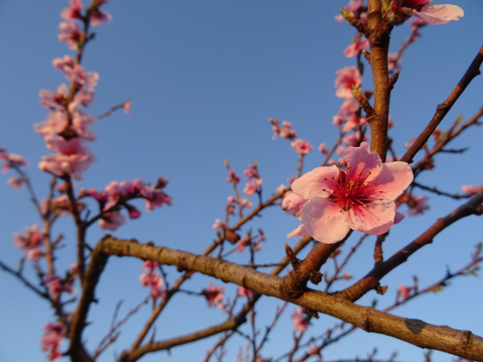 Sony DSC-HX60 sample photo. Flower, apple tree, spring photography