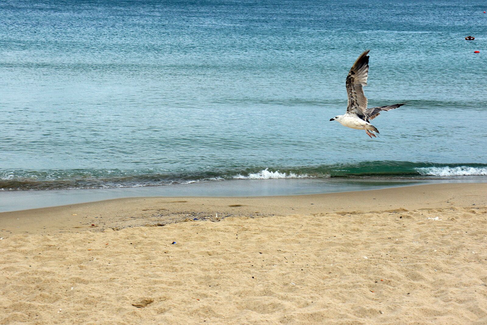 Canon EOS 7D Mark II sample photo. The seagulls, sea, beach photography
