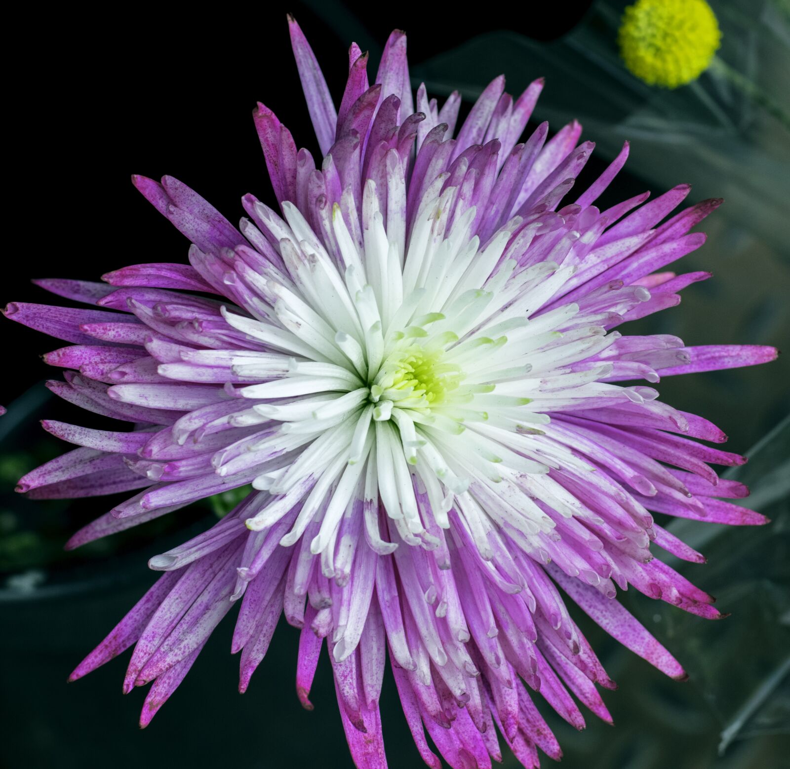 Nikon D5300 sample photo. Flower, purple, white photography