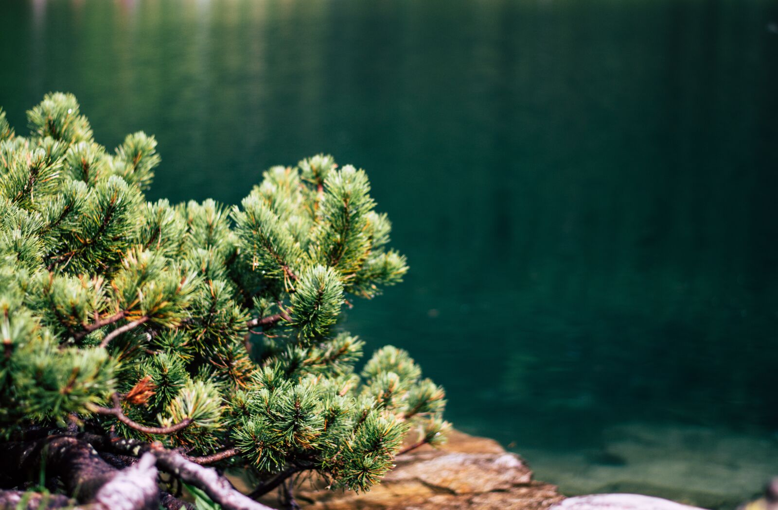 Nikon D7200 sample photo. Green, forest, lake photography