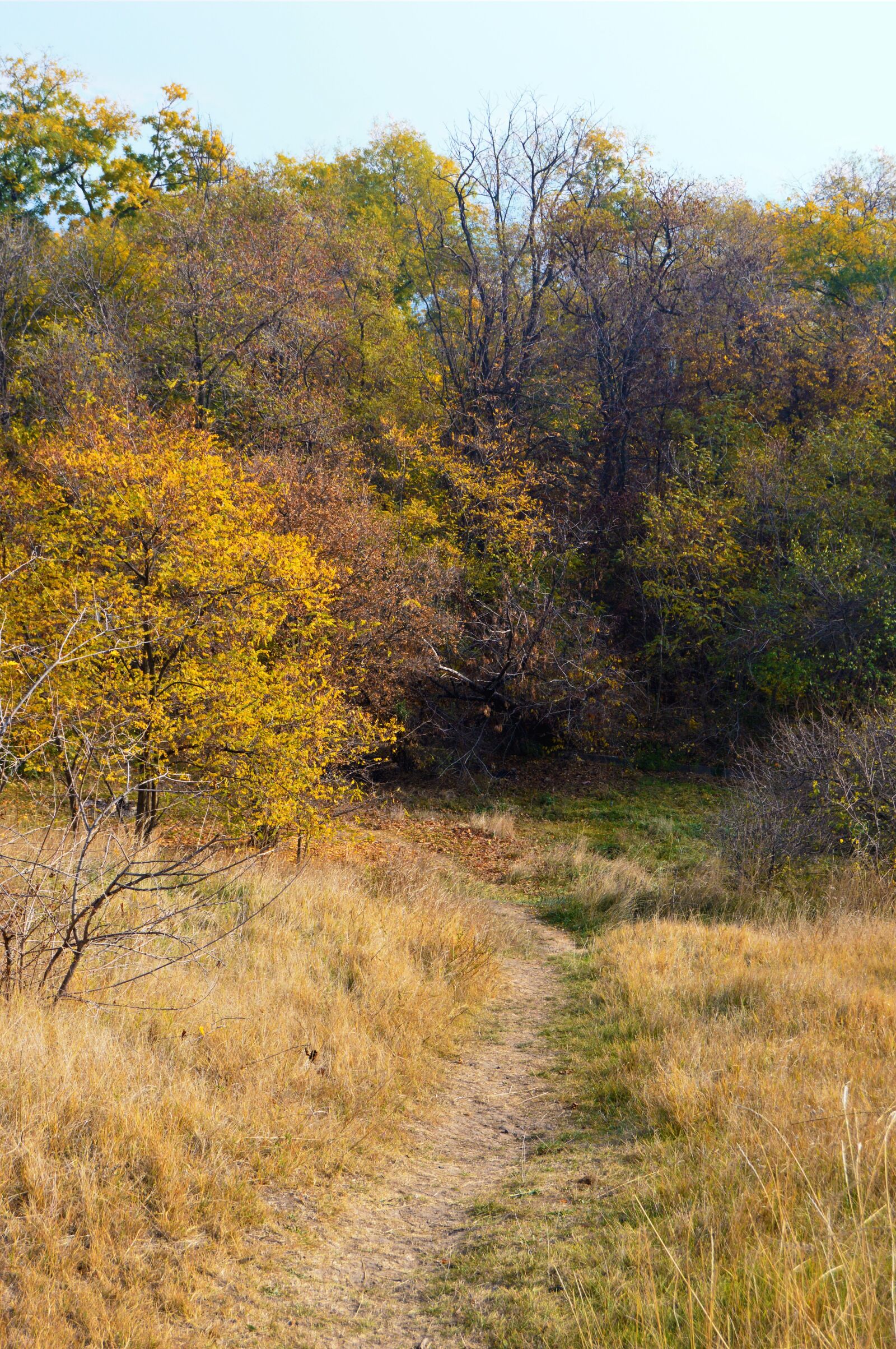 Nikon D3200 sample photo. Forest, orange, autumn photography
