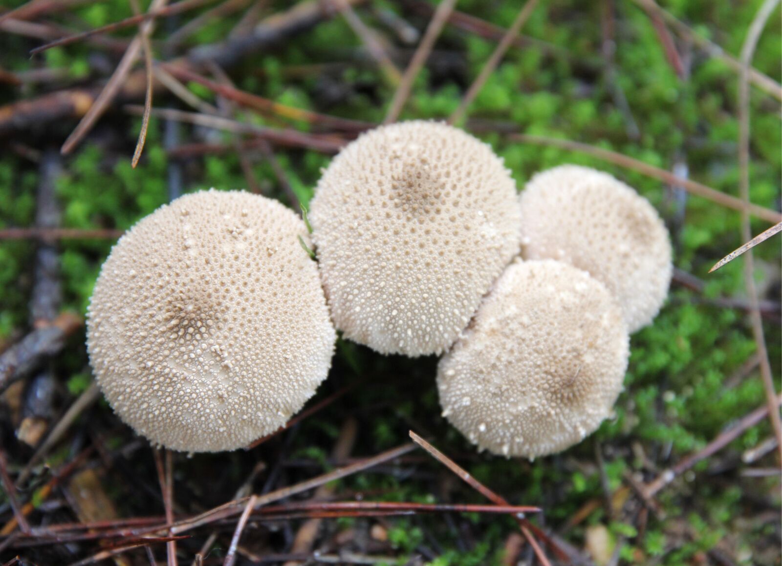 Canon EF 24-70mm F2.8L II USM sample photo. Mushrooms, mushroom, nature photography