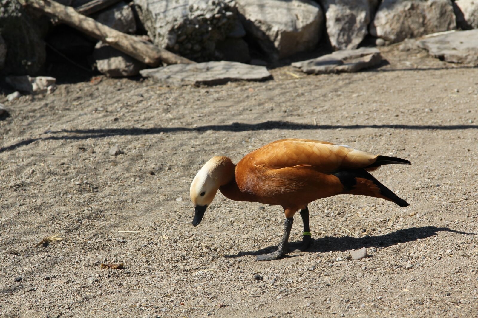Canon EF-S 17-85mm F4-5.6 IS USM sample photo. Duck, animal, justice photography