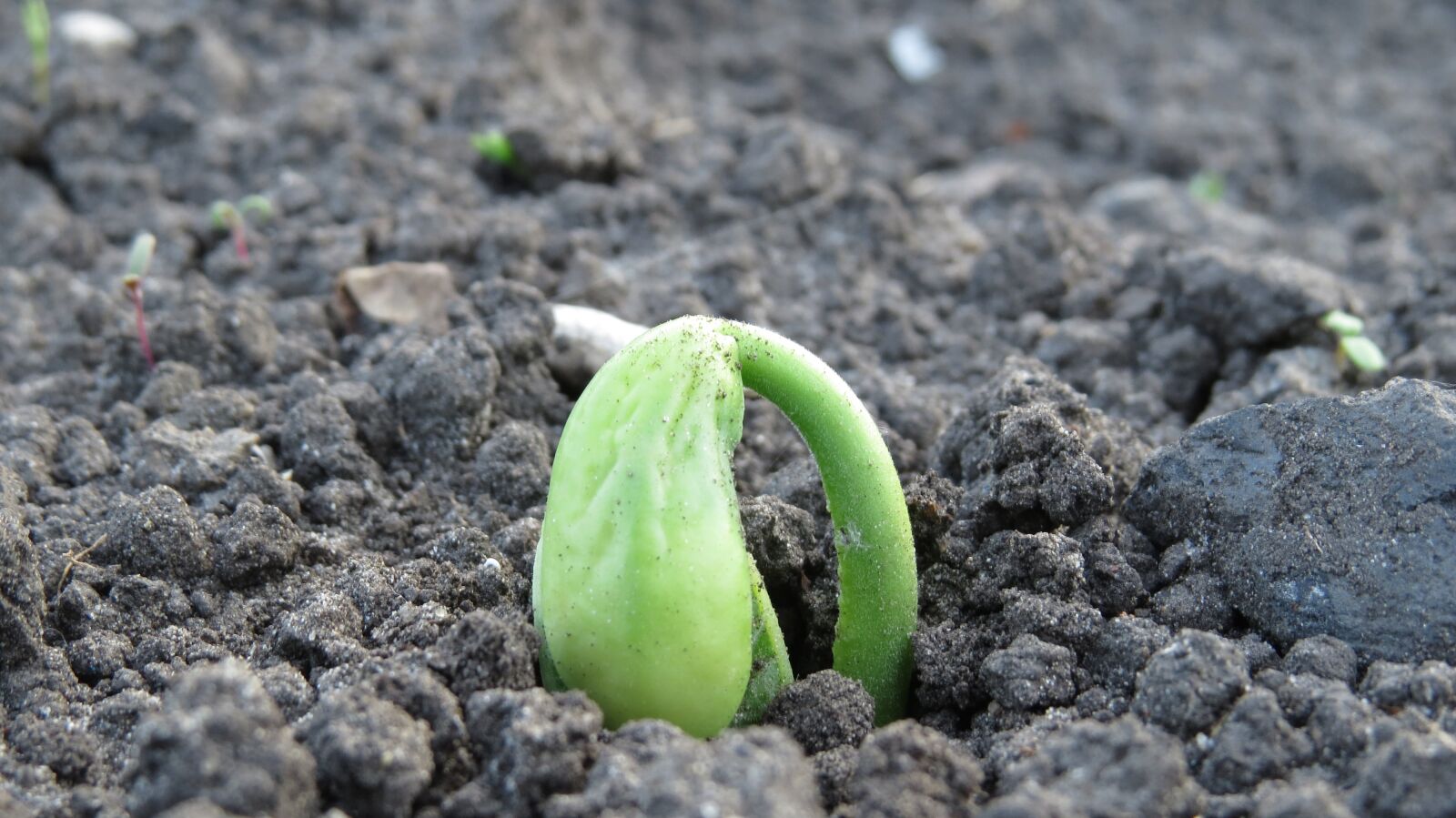Canon PowerShot SX50 HS sample photo. Beans, rostock, seedling photography