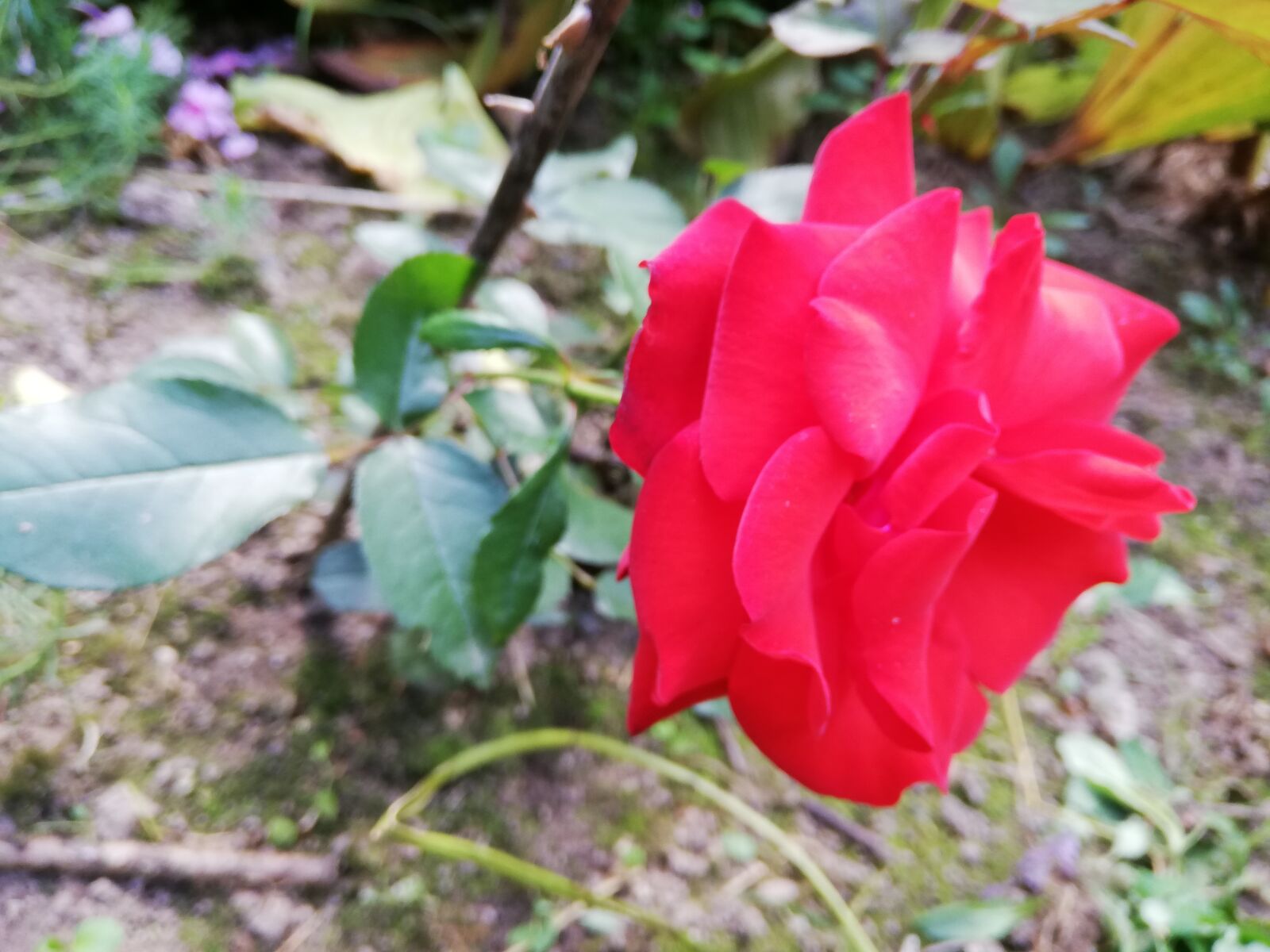 HUAWEI ANE-LX1 sample photo. Rose, red, day photography