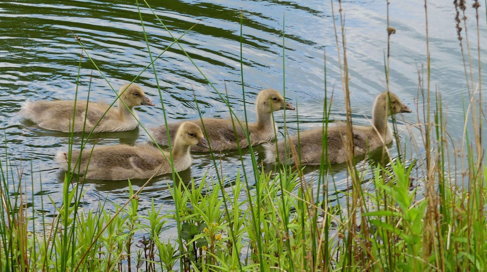 Panasonic Lumix DMC-FZ300 sample photo. Ducks, fluffy, young photography