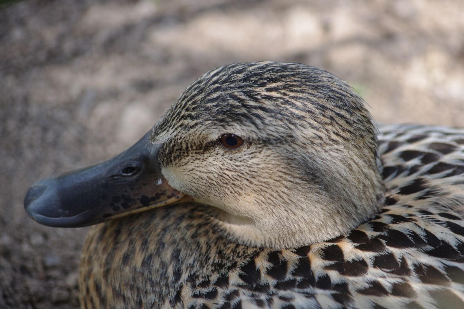 Pentax K-x sample photo. Birds, duck, plumage photography