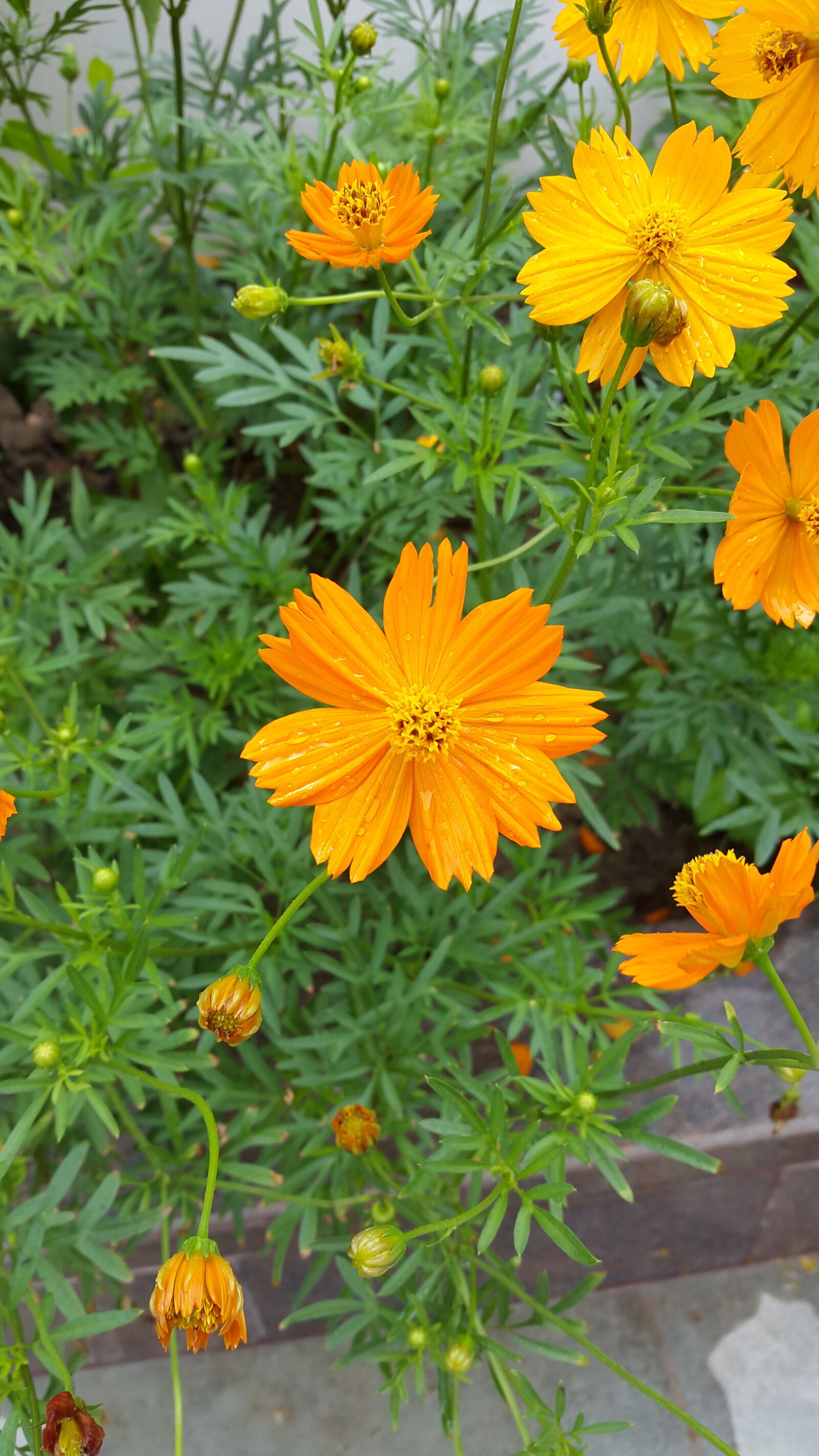Samsung Galaxy S5 sample photo