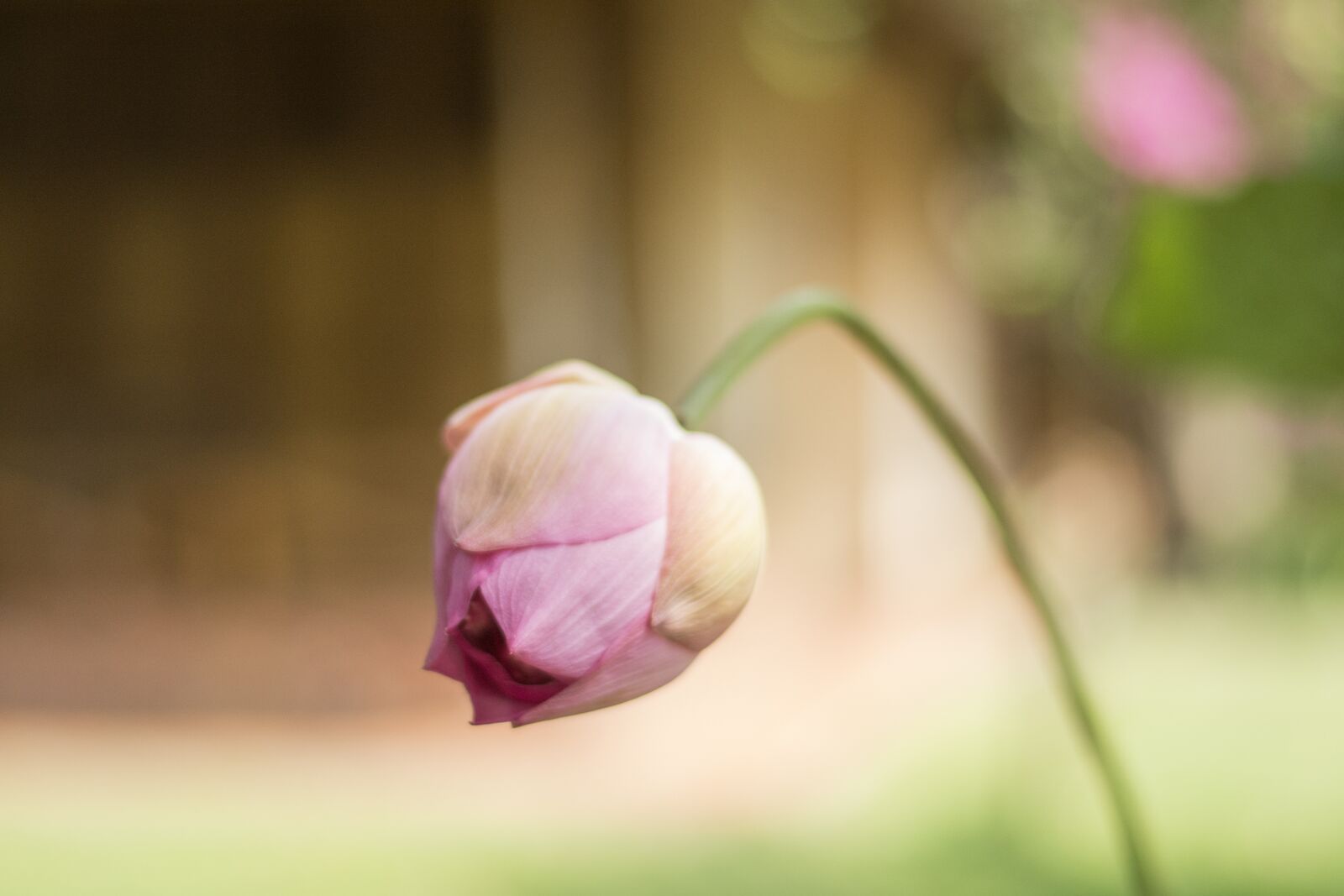 Nikon D7100 sample photo. Flower, nature, background photography