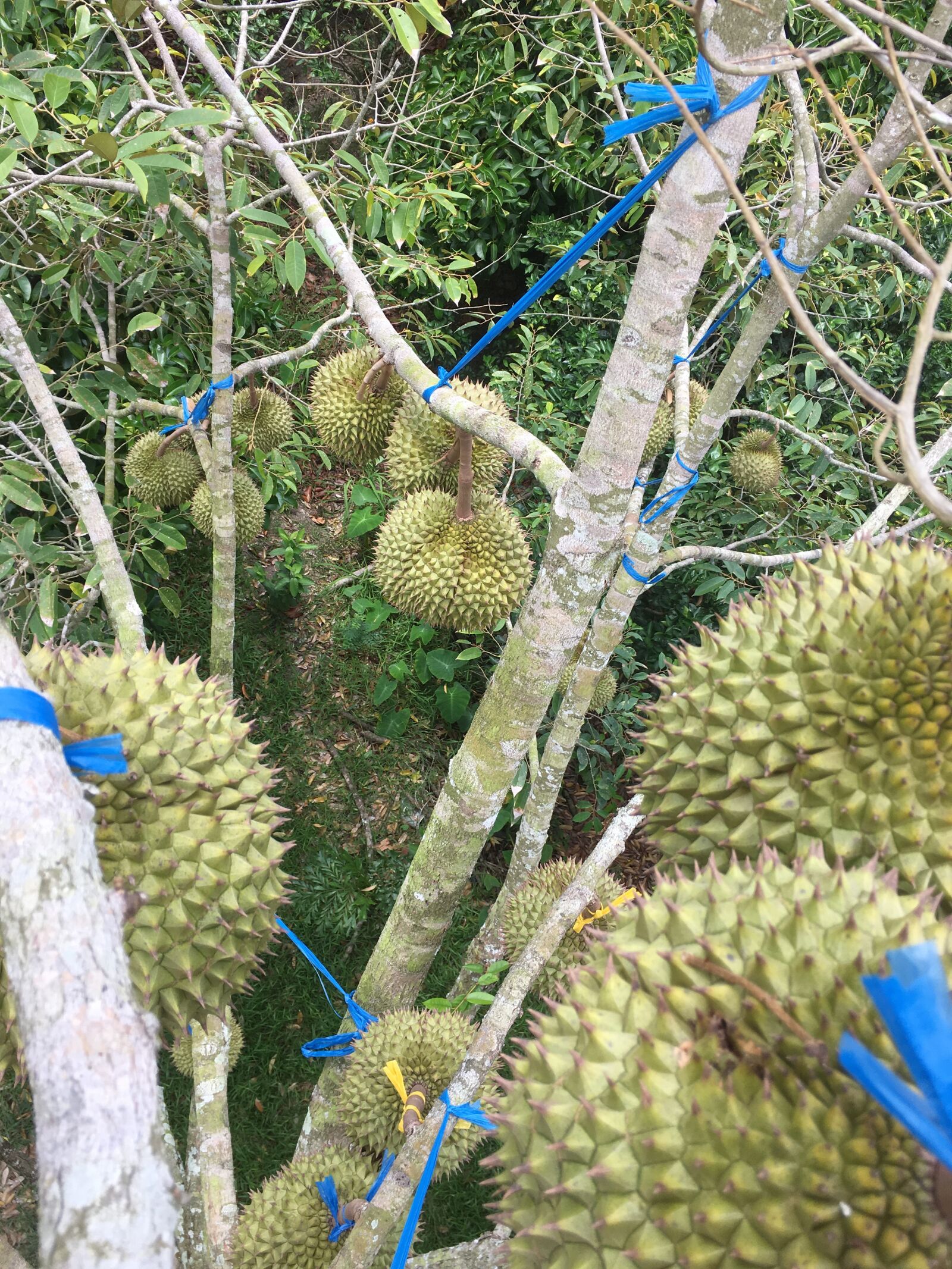 iPhone 6s Plus back camera 4.15mm f/2.2 sample photo. Durian trees, fruit trees photography
