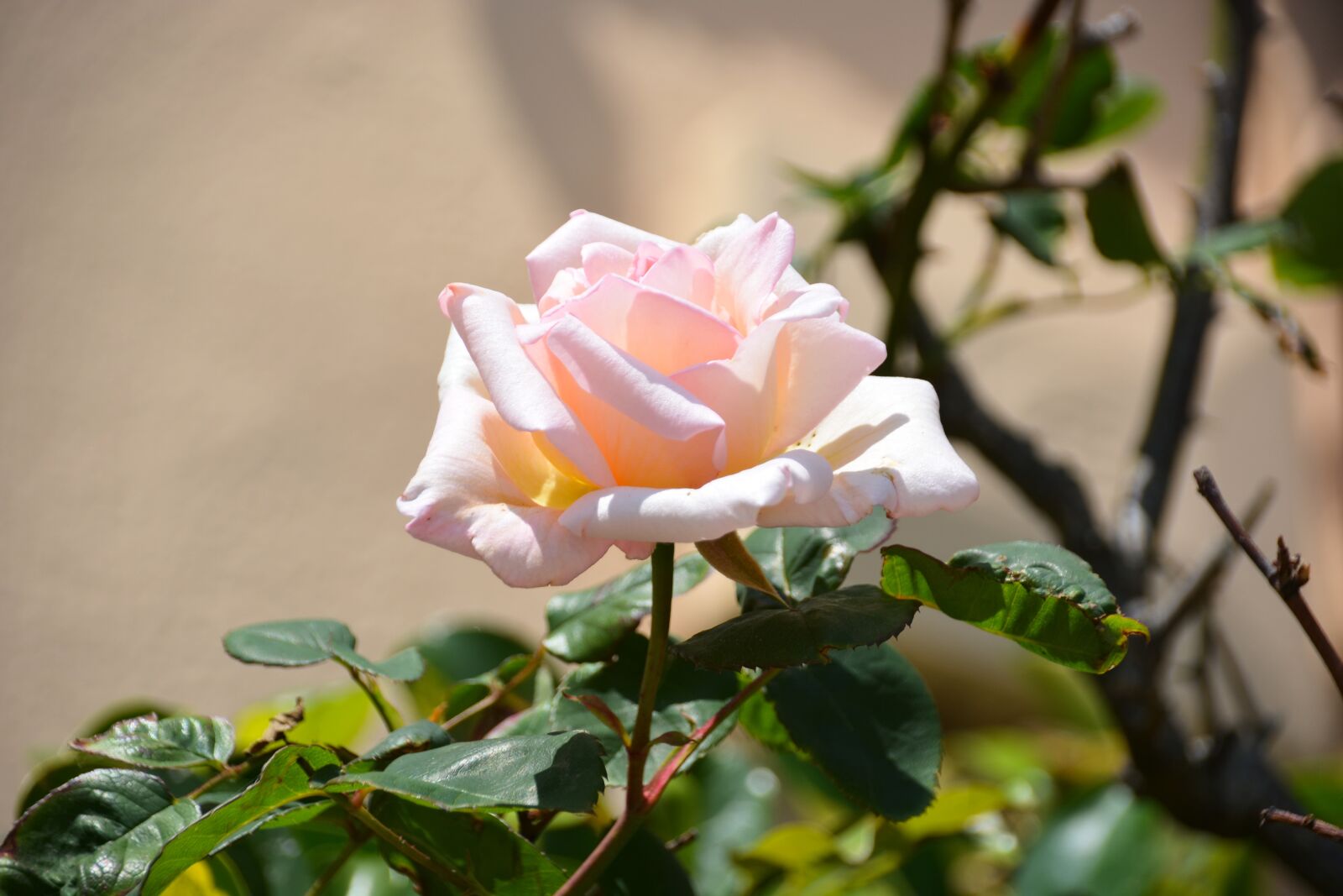 Nikon D5200 sample photo. Flower, pink, white rose photography