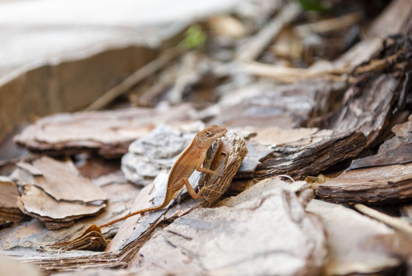 Nikon D3000 sample photo. Garden, reptile, animals photography