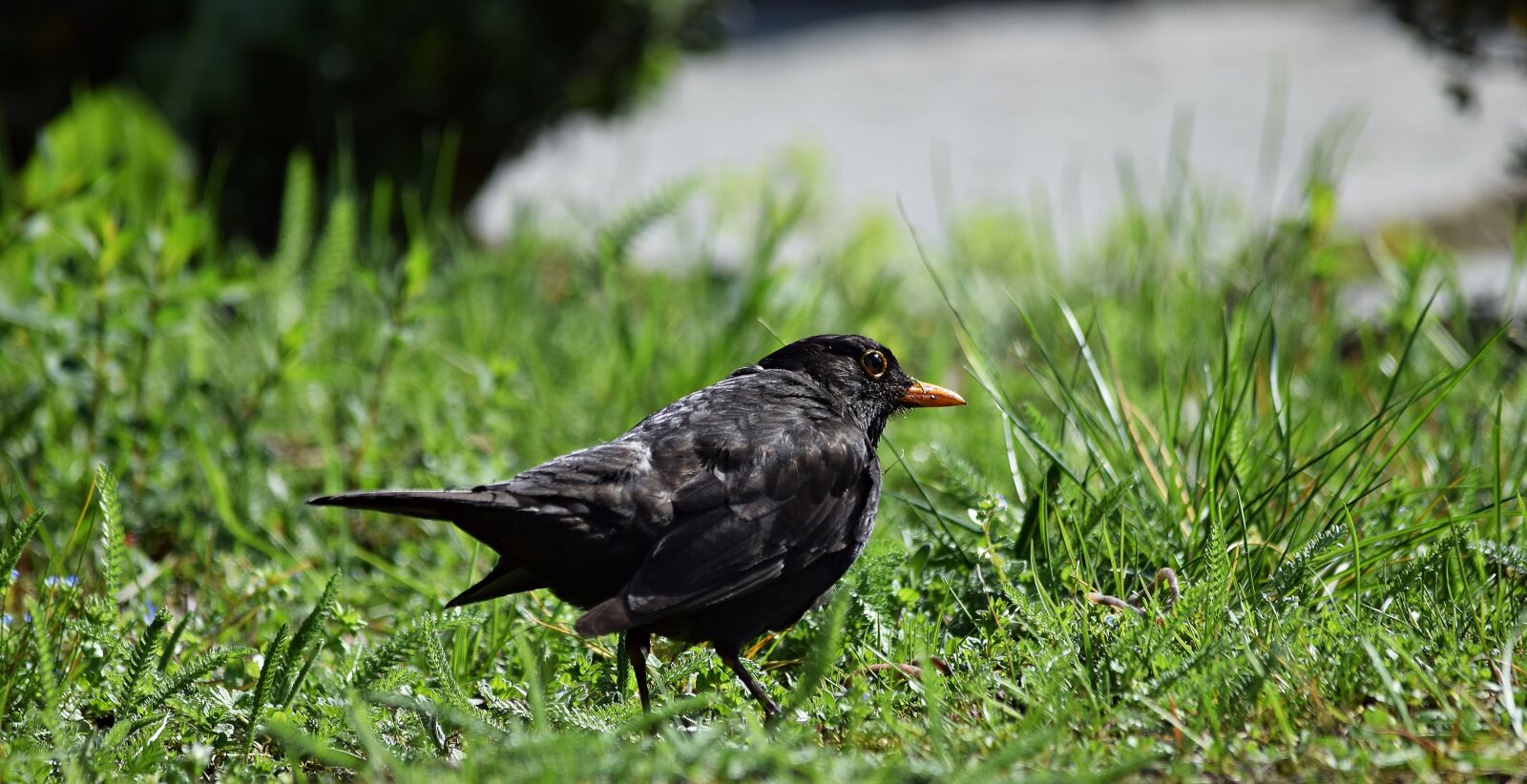 Nikon D5300 sample photo. Starling, worm, grass photography