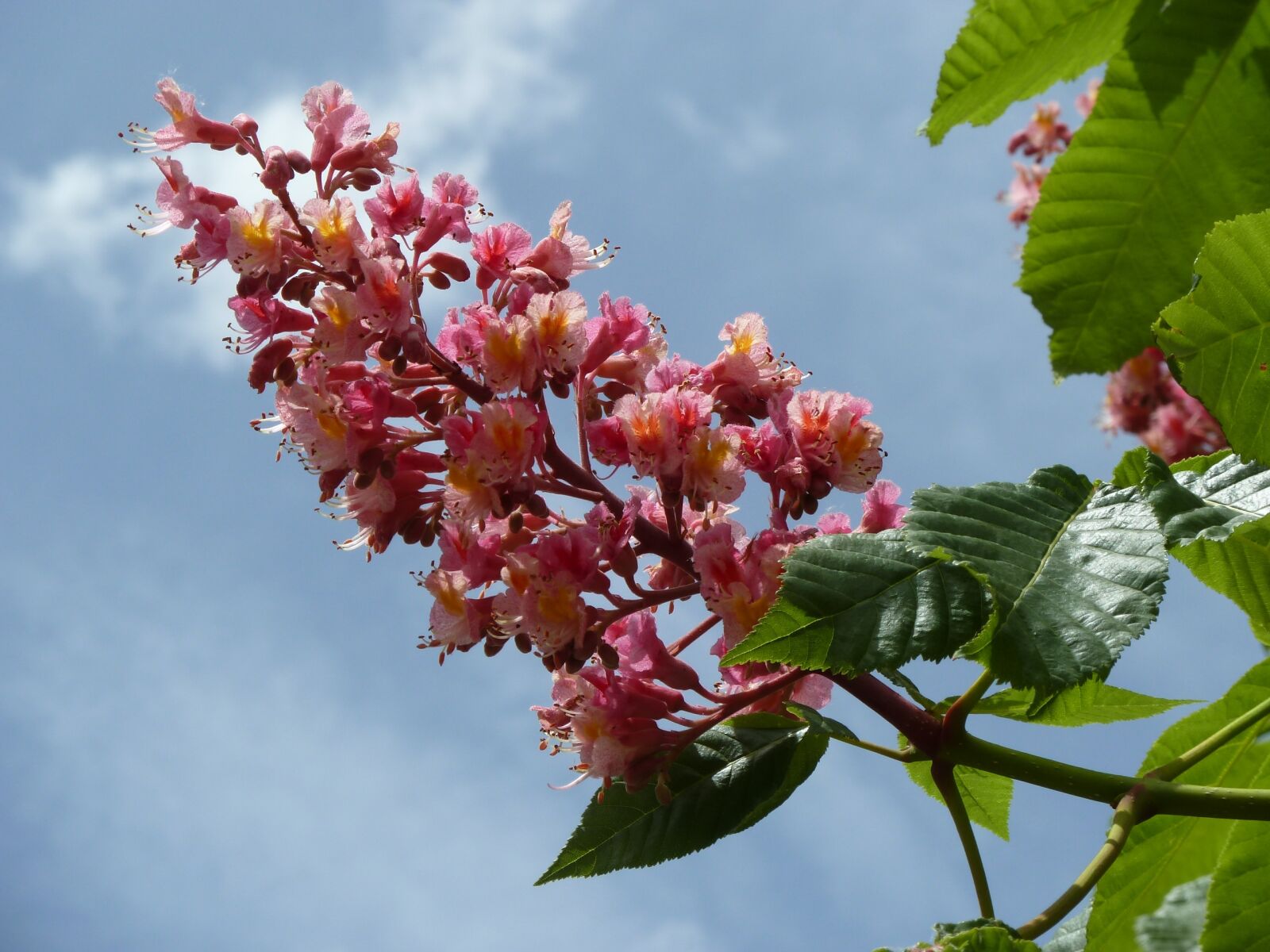 Panasonic Lumix DMC-ZS5 (Lumix DMC-TZ8) sample photo. Chestnut, blossom, bloom photography