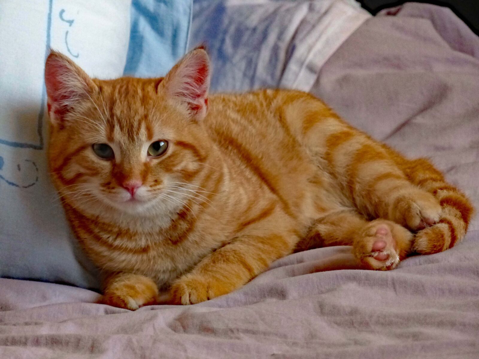 Panasonic Lumix DMC-FZ200 sample photo. Kittens, kitten, red kitten photography