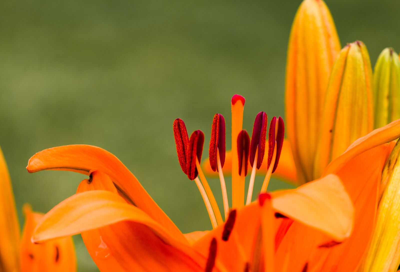 Canon EOS 70D sample photo. Flower, lily, blossom photography