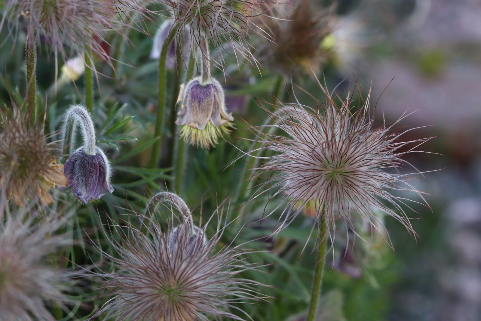 Canon EOS 77D (EOS 9000D / EOS 770D) sample photo. Flowers, macro, nature photography