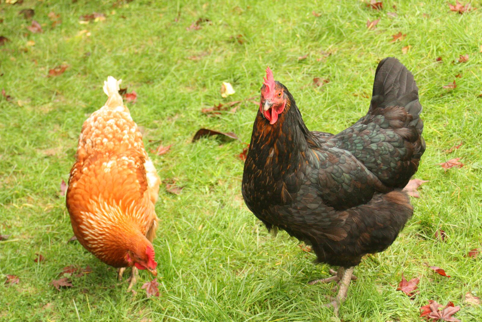 Canon EOS 450D (EOS Rebel XSi / EOS Kiss X2) sample photo. Animal, chicken, hen photography