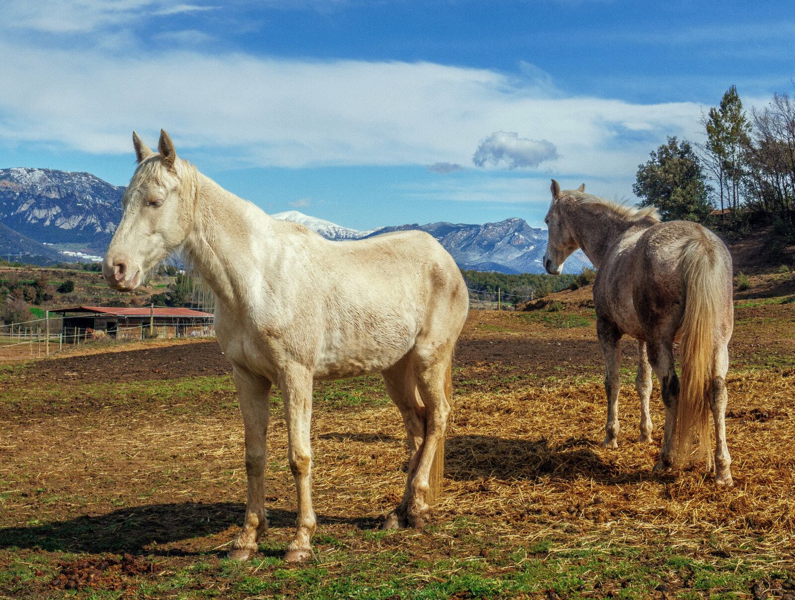 Sony E 16-50mm F3.5-5.6 PZ OSS sample photo. Horses, whites, mammalia photography