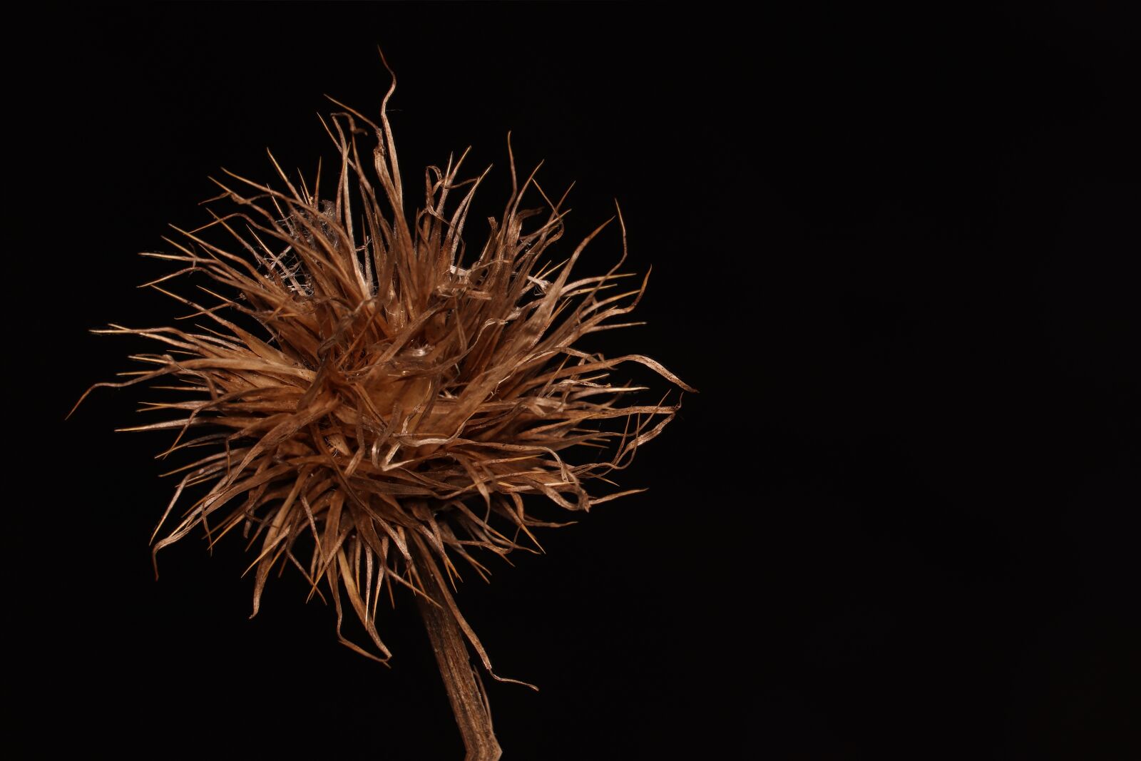 Canon EOS 77D (EOS 9000D / EOS 770D) sample photo. Close up, macro, nature photography