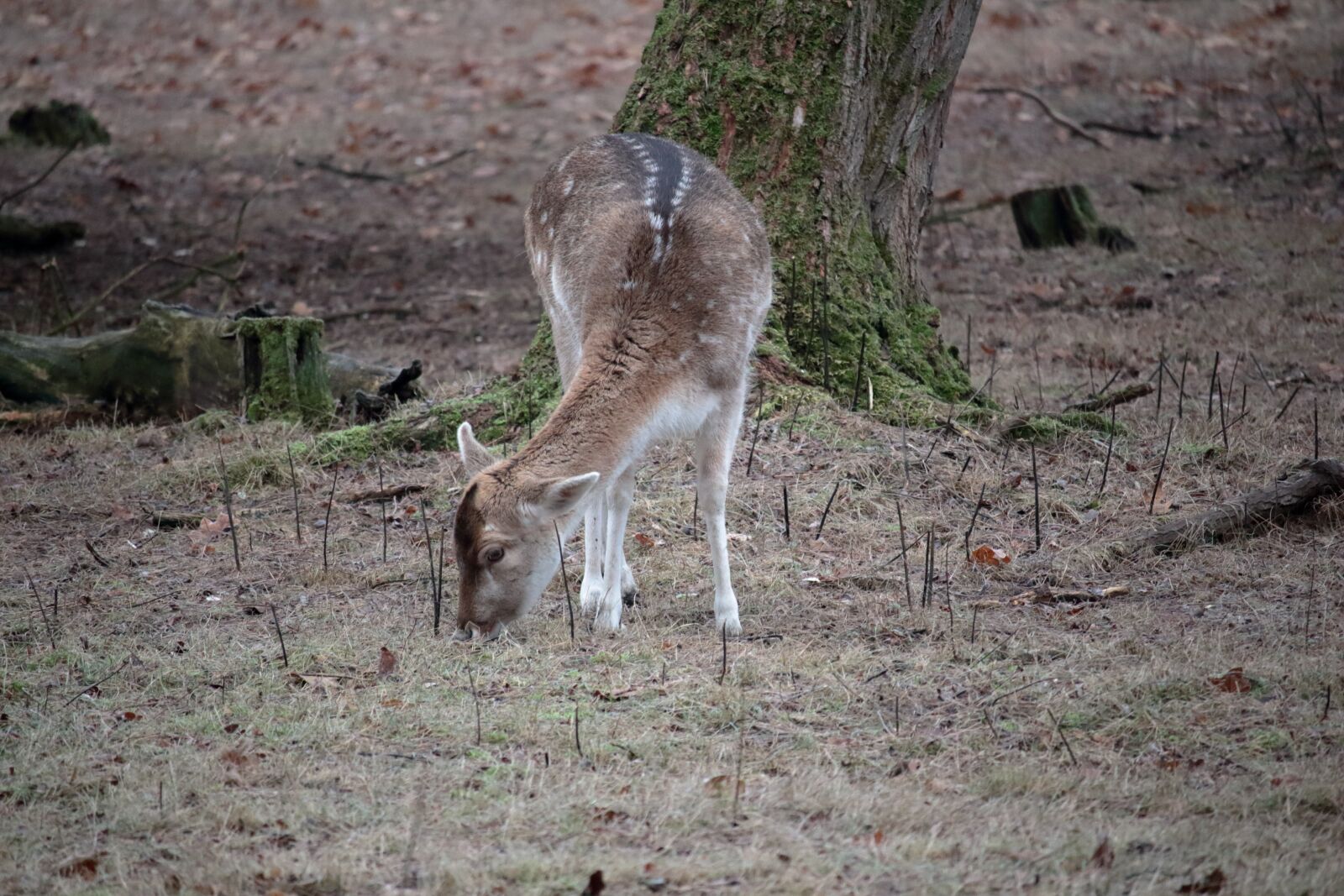 Canon EF-S 55-250mm F4-5.6 IS STM sample photo. Deer, animal, nature photography