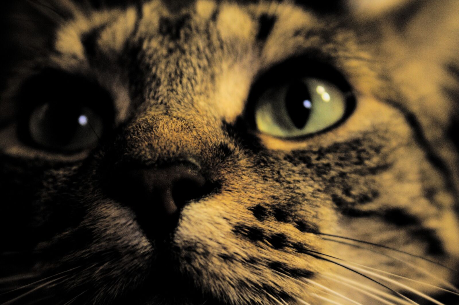 Canon EOS 1100D (EOS Rebel T3 / EOS Kiss X50) sample photo. Cat, night, rodeur photography