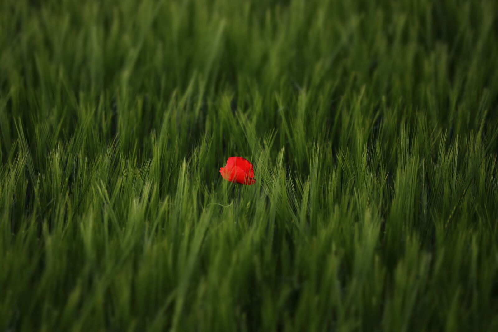Canon EOS 80D sample photo. Nature, rarely, tulip photography