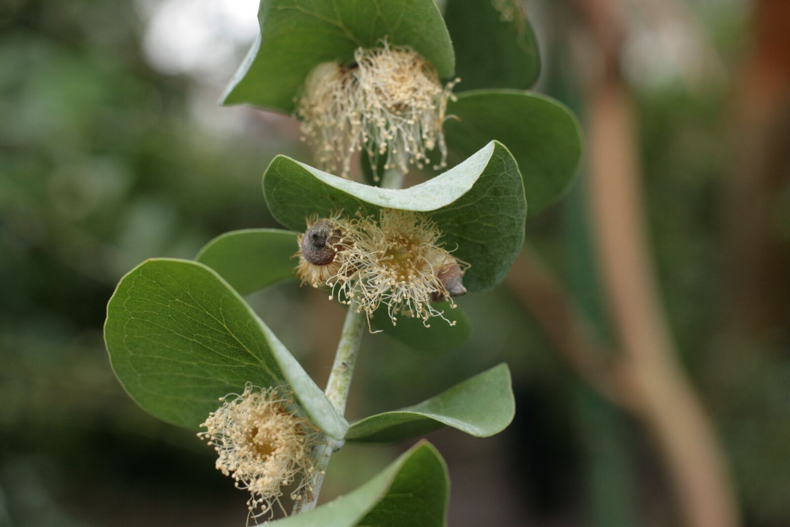 Canon EOS 400D (EOS Digital Rebel XTi / EOS Kiss Digital X) sample photo. Eucalyptus pulverulenta, pollinated eucalyptus photography