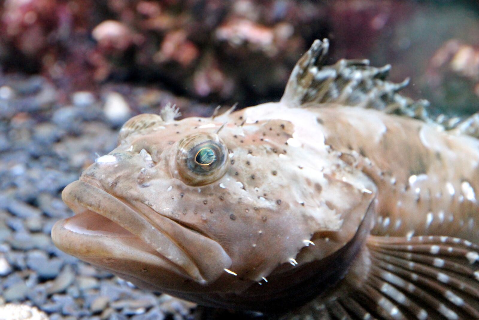 Canon EOS 650D (EOS Rebel T4i / EOS Kiss X6i) sample photo. Goby, fish, bottom fish photography