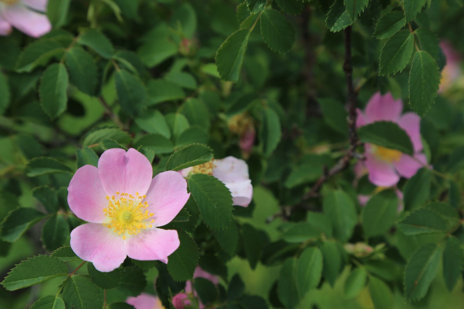 Canon EF 24-105mm F4L IS USM sample photo. Rosehip, flower, nature photography