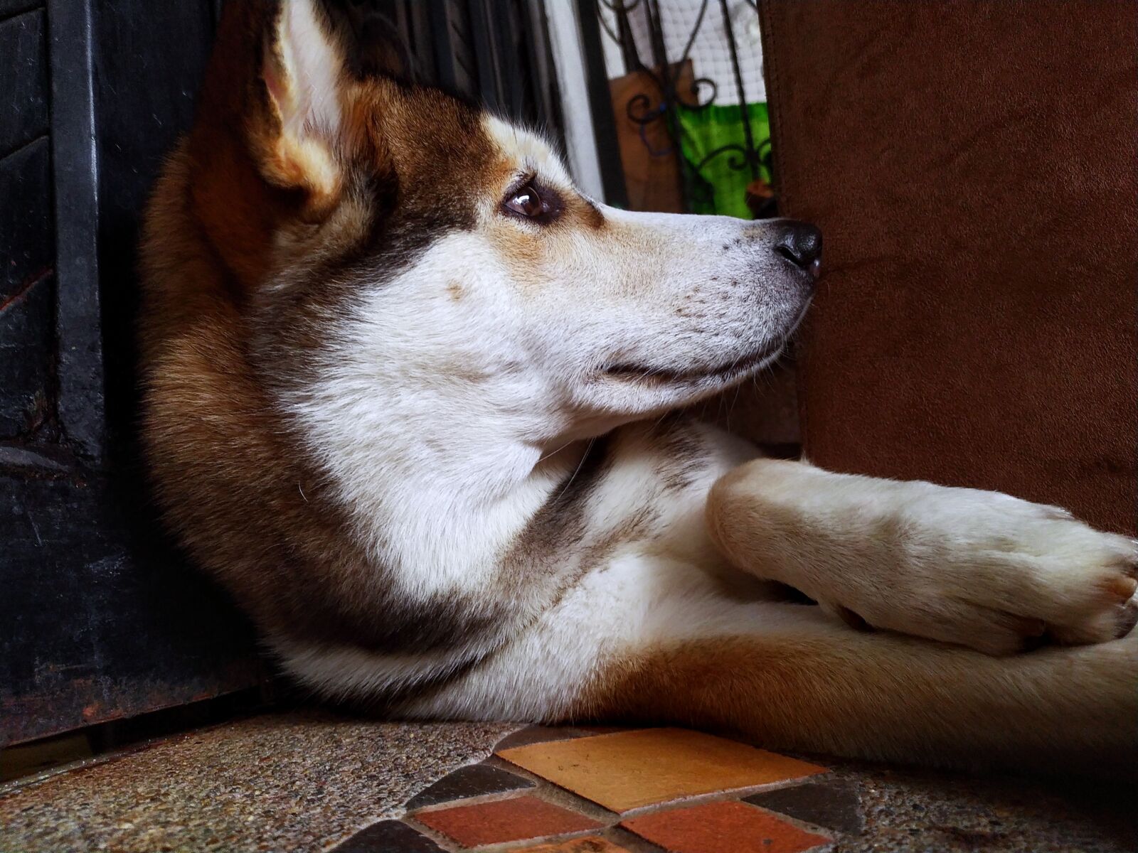 Xiaomi Redmi Note 7 sample photo. Adorable, alert, animal photography