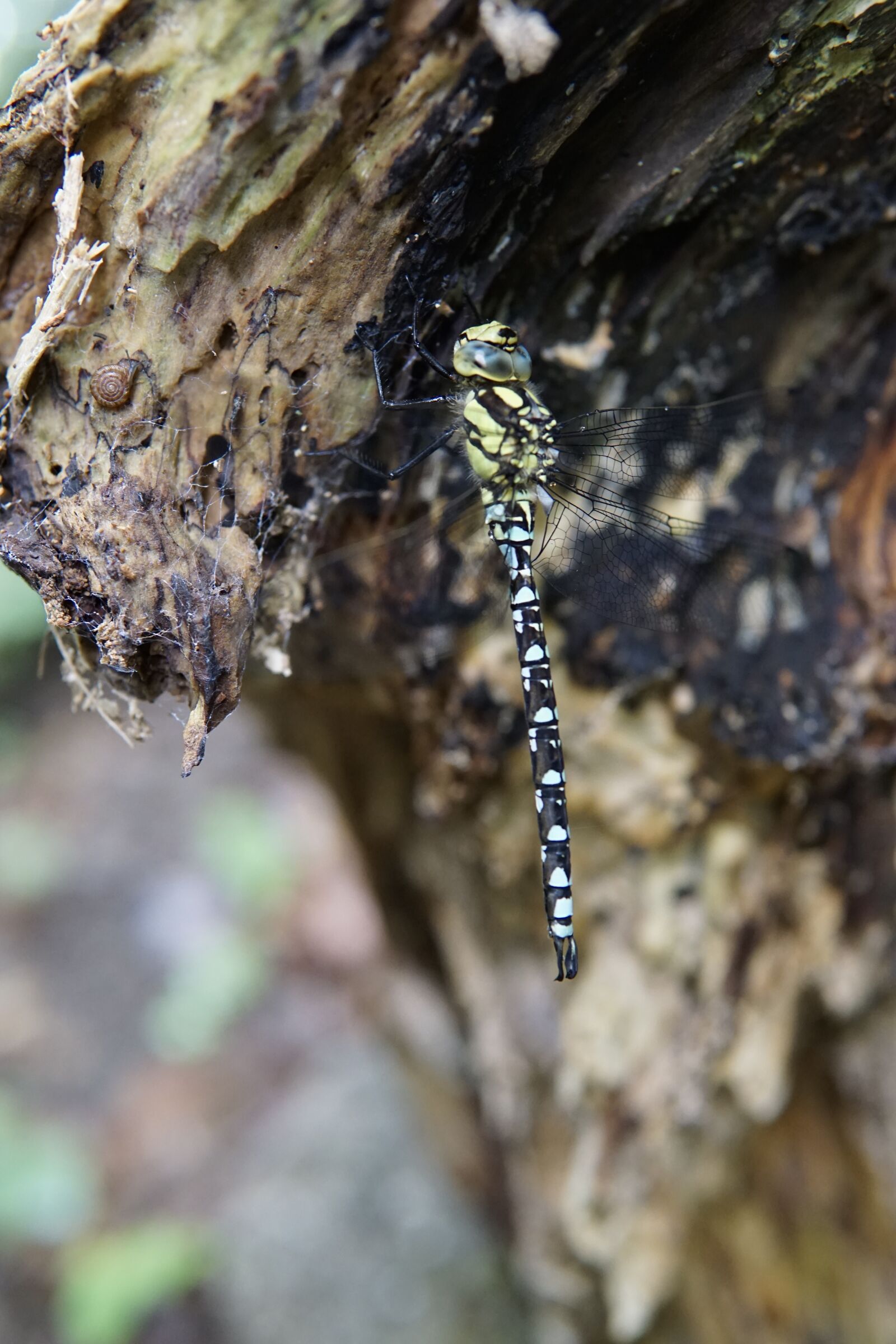 30mm F1.4 DC DN | Contemporary 016 sample photo. Dragonfly, branch, insect photography