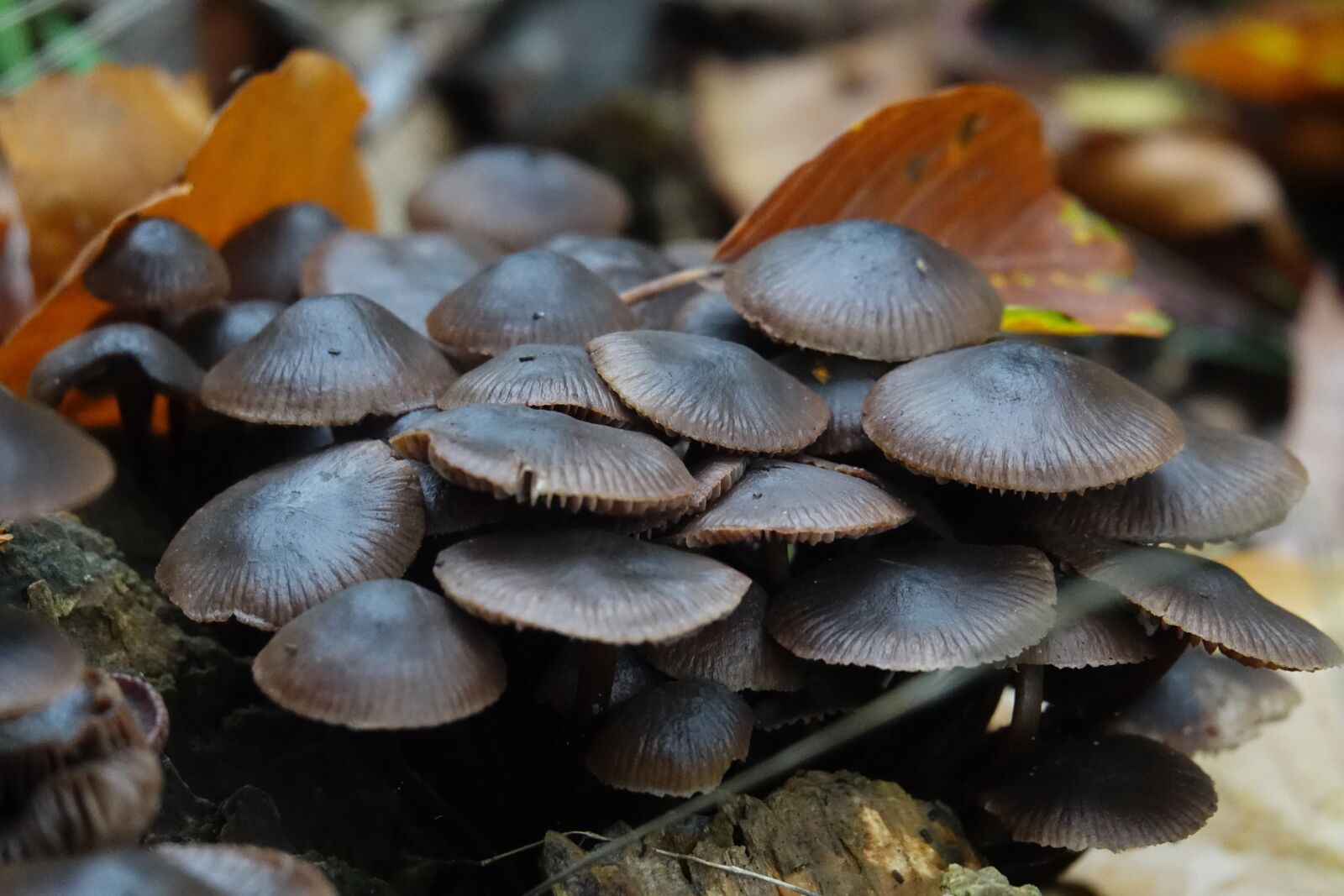 Sony Cyber-shot DSC-RX10 III sample photo. Mushrooms, mushroom, brown photography