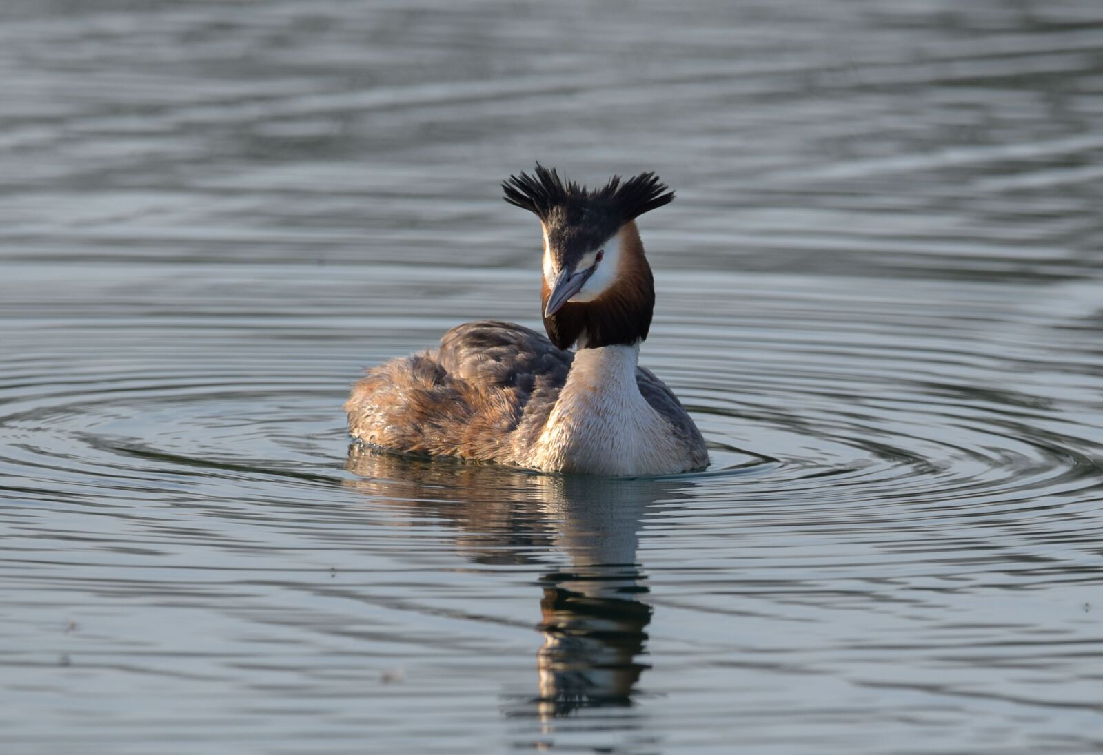 Nikon D750 sample photo. Great crested grebe, bird photography