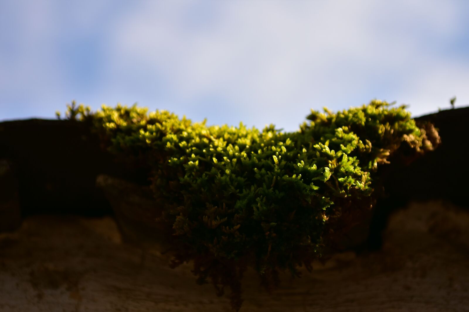 Nikon D7200 sample photo. Moss, jiangnan, tile photography