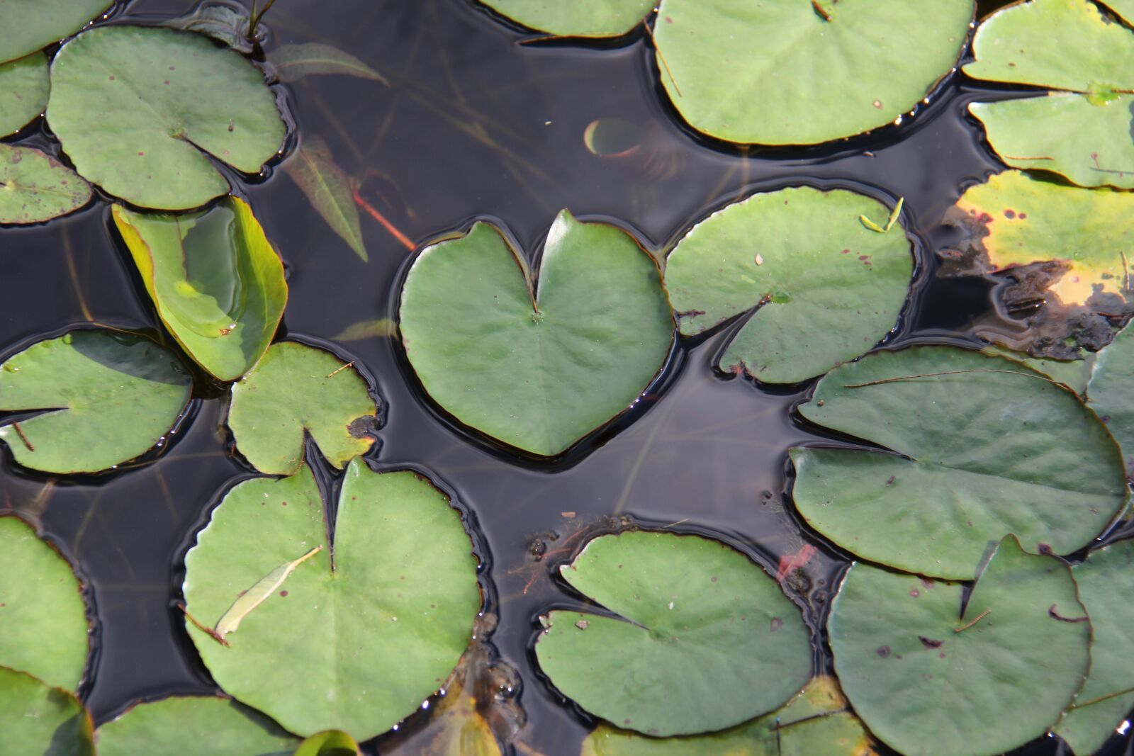 Canon EF-S 18-200mm F3.5-5.6 IS sample photo. Water, swamp, pond photography