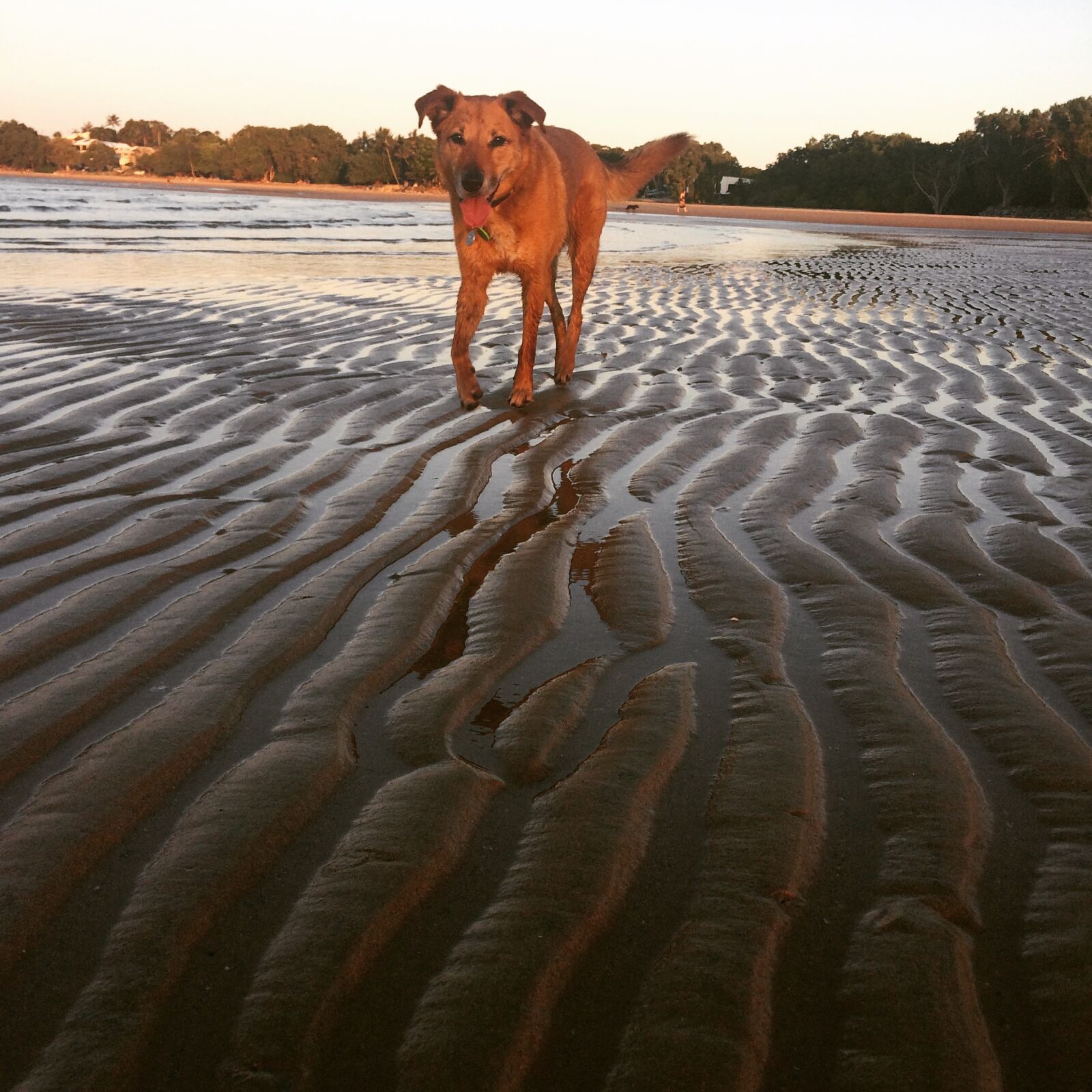 iPhone 5s back camera 4.15mm f/2.2 sample photo. Dog, dingo, australiandog, pet photography