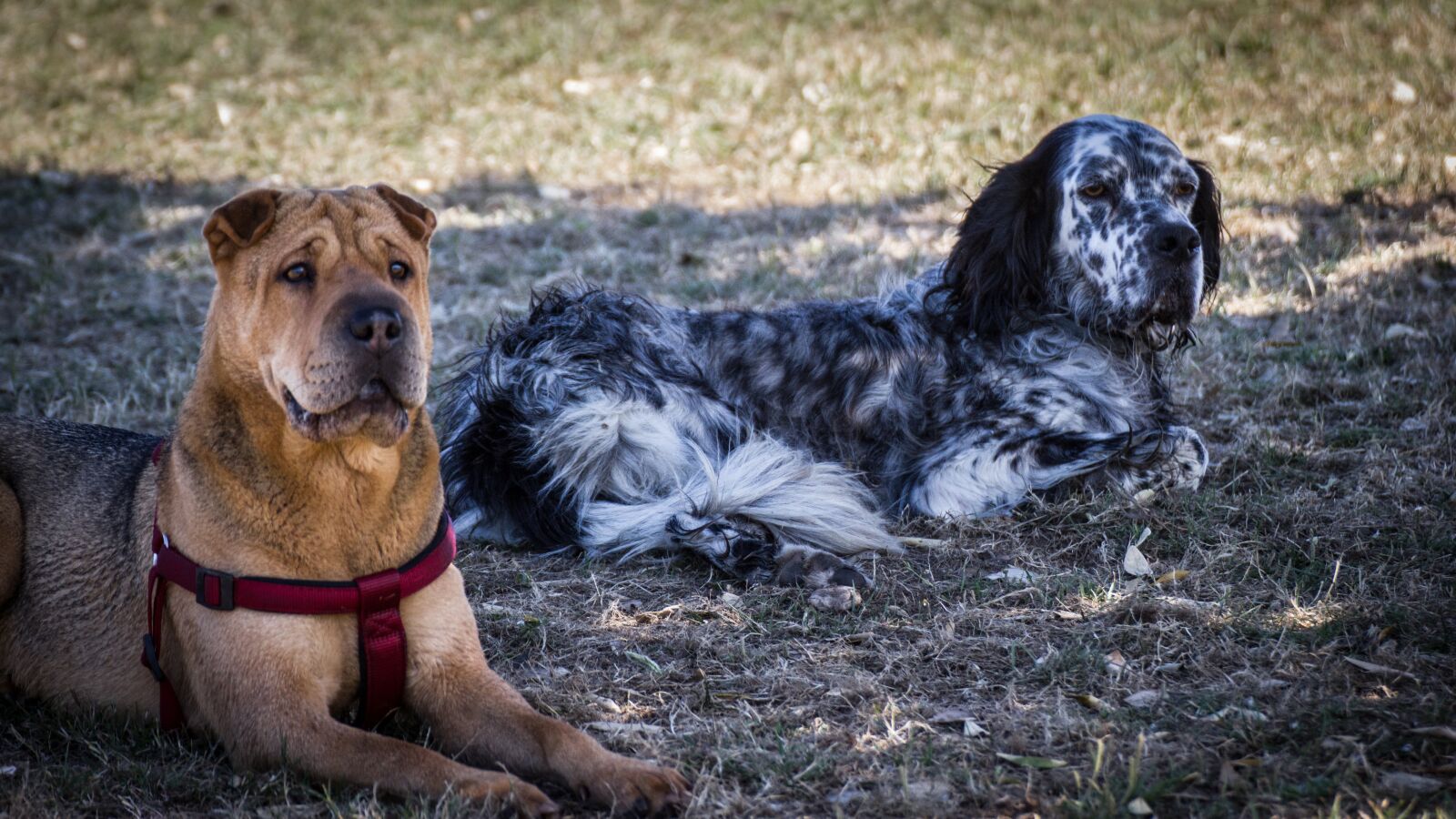Canon EOS 550D (EOS Rebel T2i / EOS Kiss X4) sample photo. Dogs, shar pei, setter photography