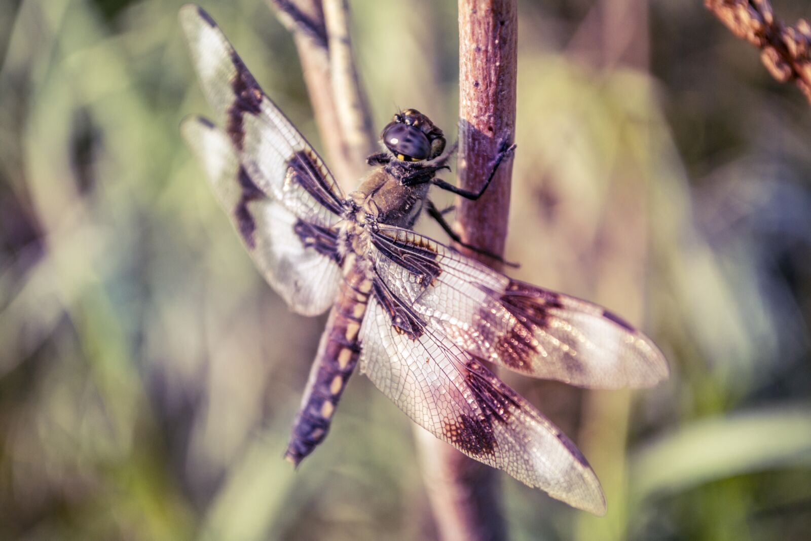Nikon D3100 sample photo. Dragonfly, perch, dragon photography