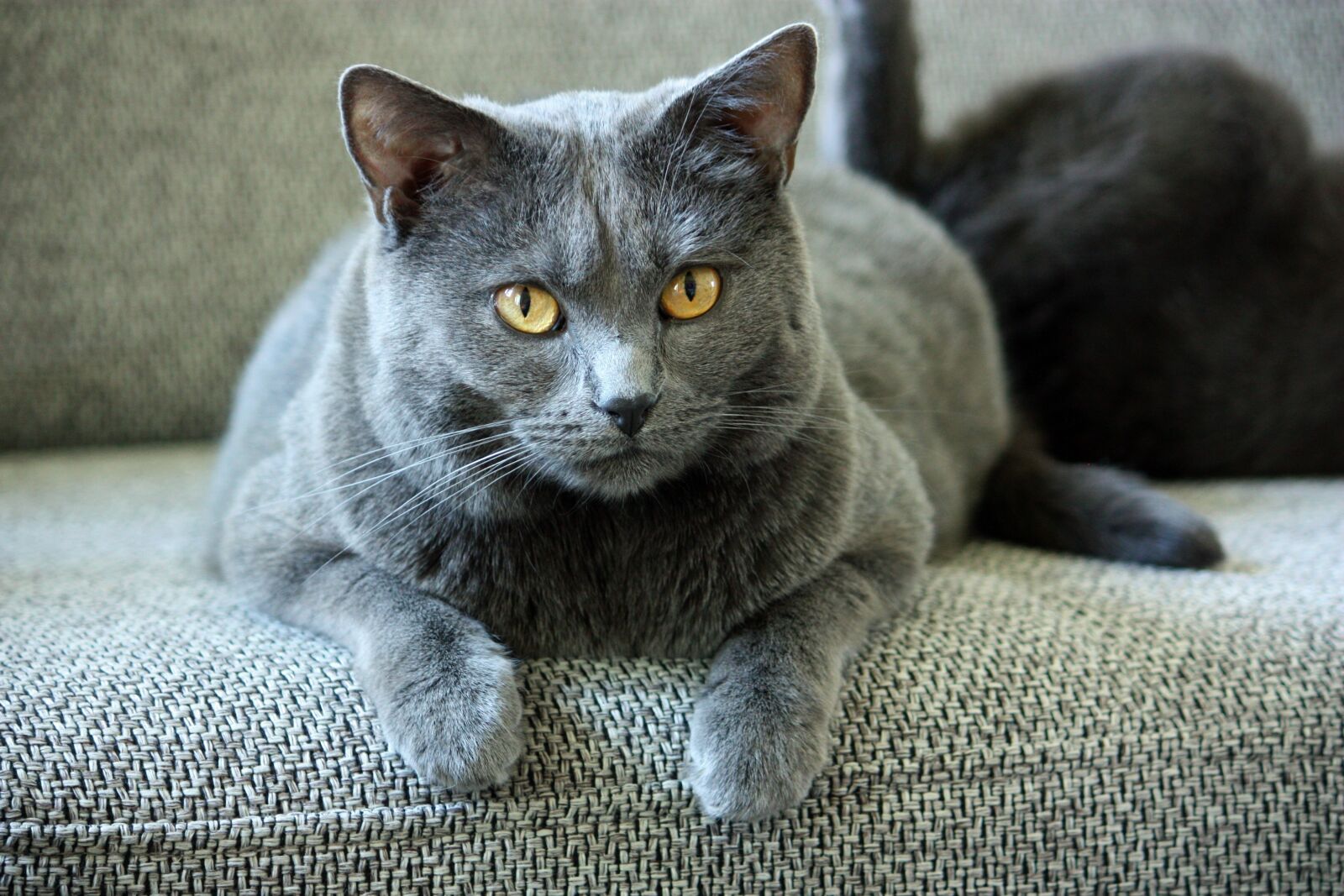Canon EOS 450D (EOS Rebel XSi / EOS Kiss X2) sample photo. Chartreux, cat, animals photography