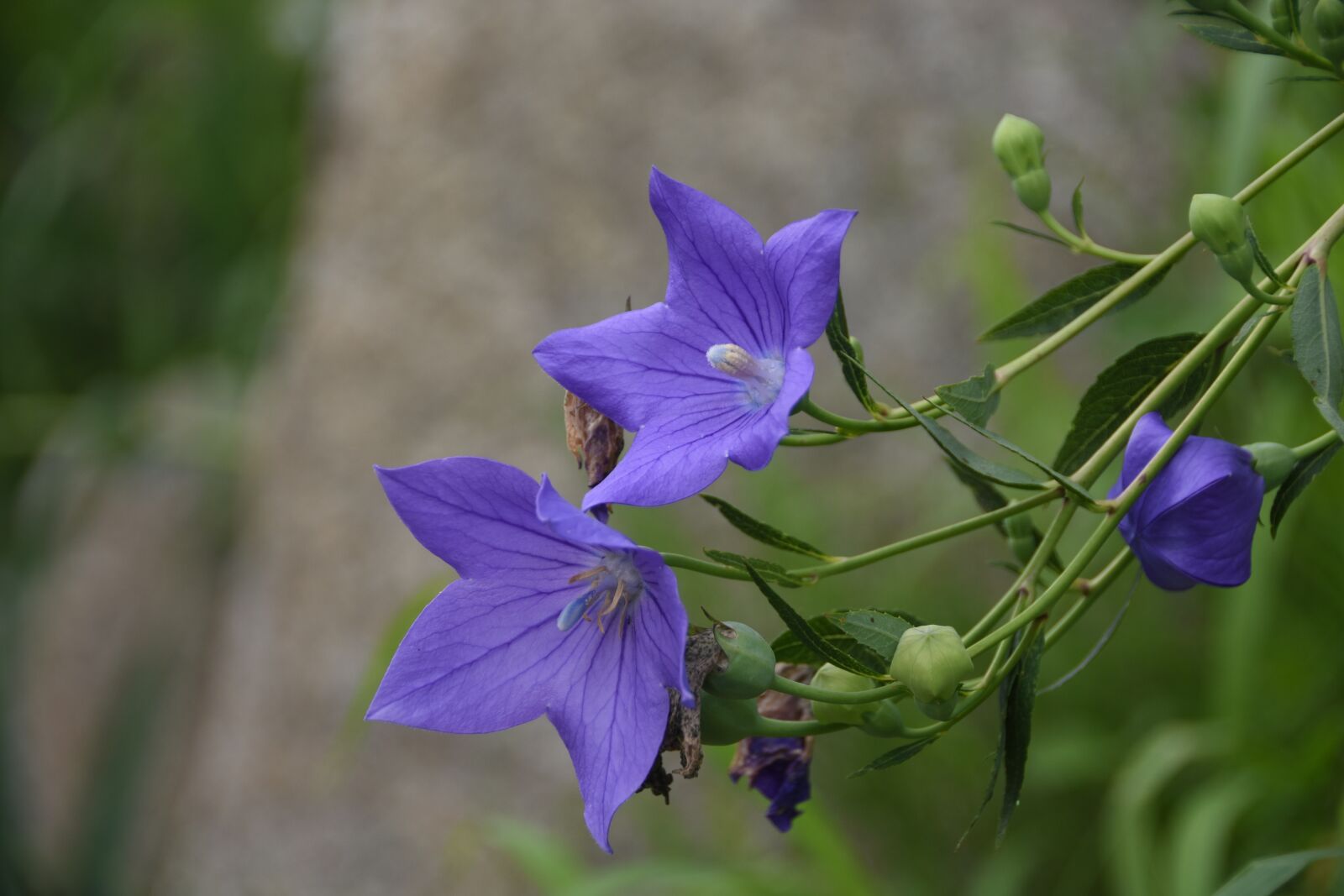 Nikon D7200 sample photo. Plants, flowers, nature photography