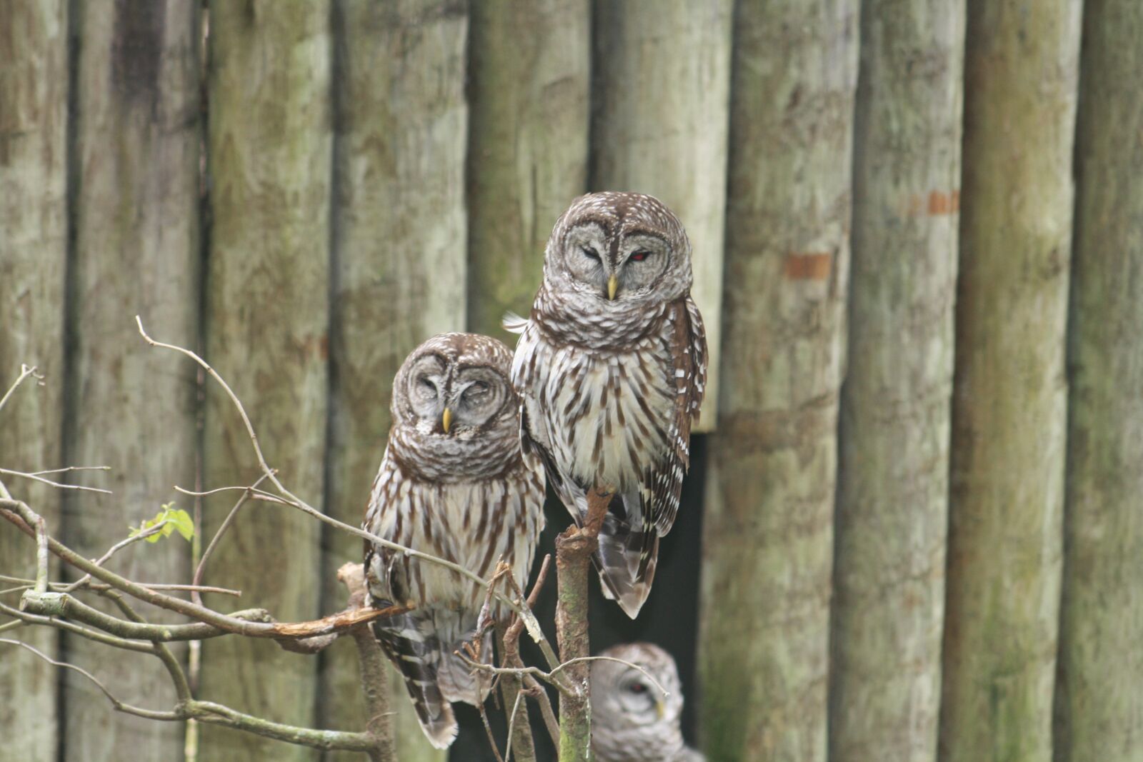 Canon EOS 1000D (EOS Digital Rebel XS / EOS Kiss F) sample photo. Owl, owls, zoo photography